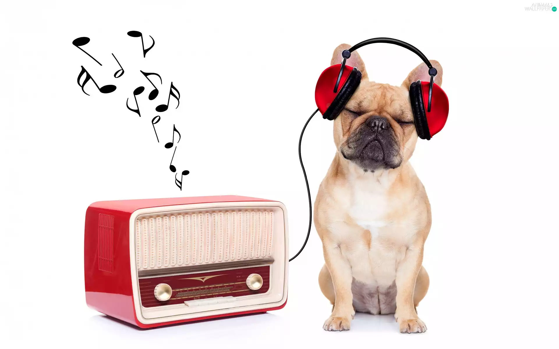 radio, Funny, music, HEADPHONES, French Bulldog