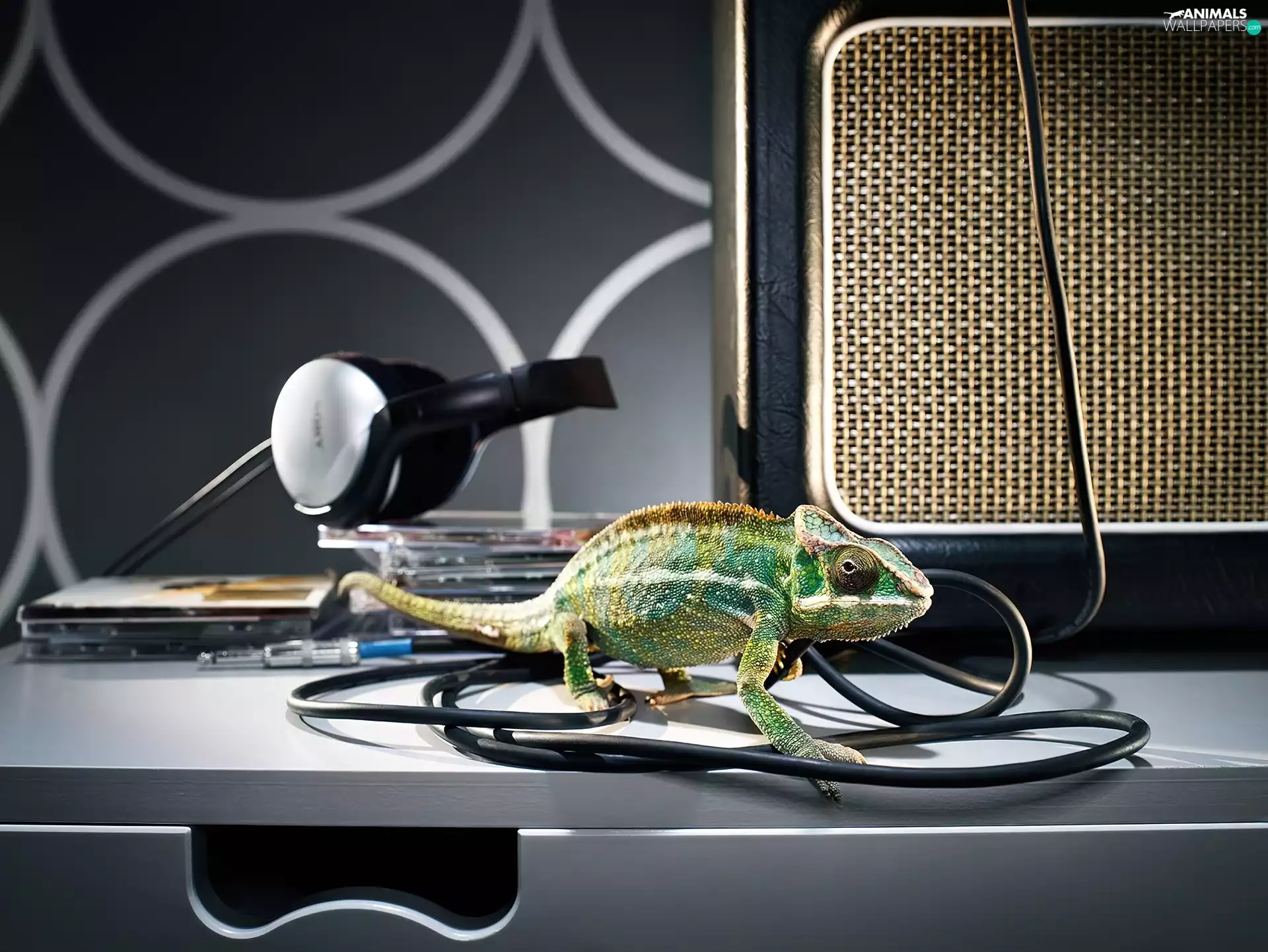 Cameleon, plates, cable, HEADPHONES