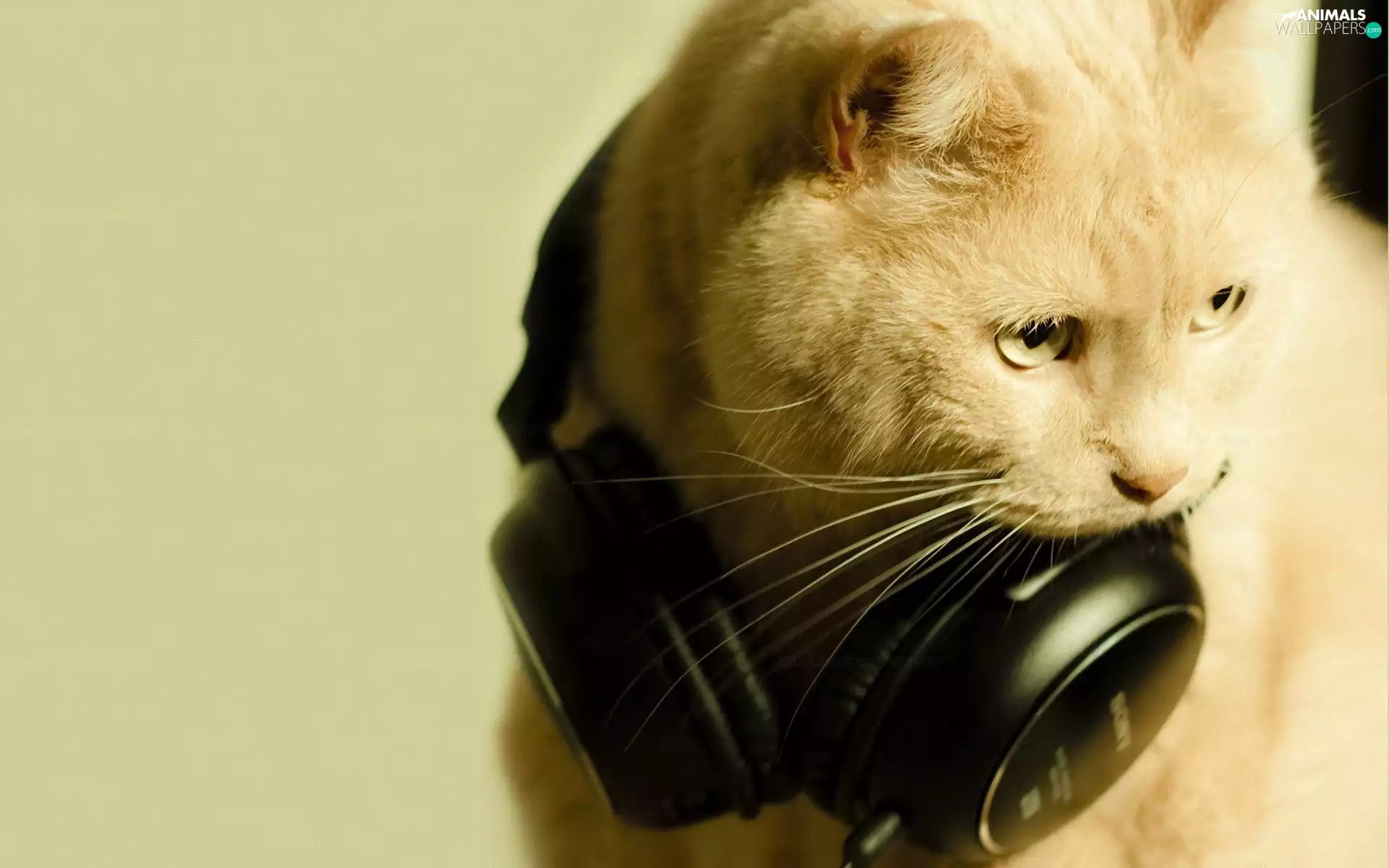 HEADPHONES, cat, music