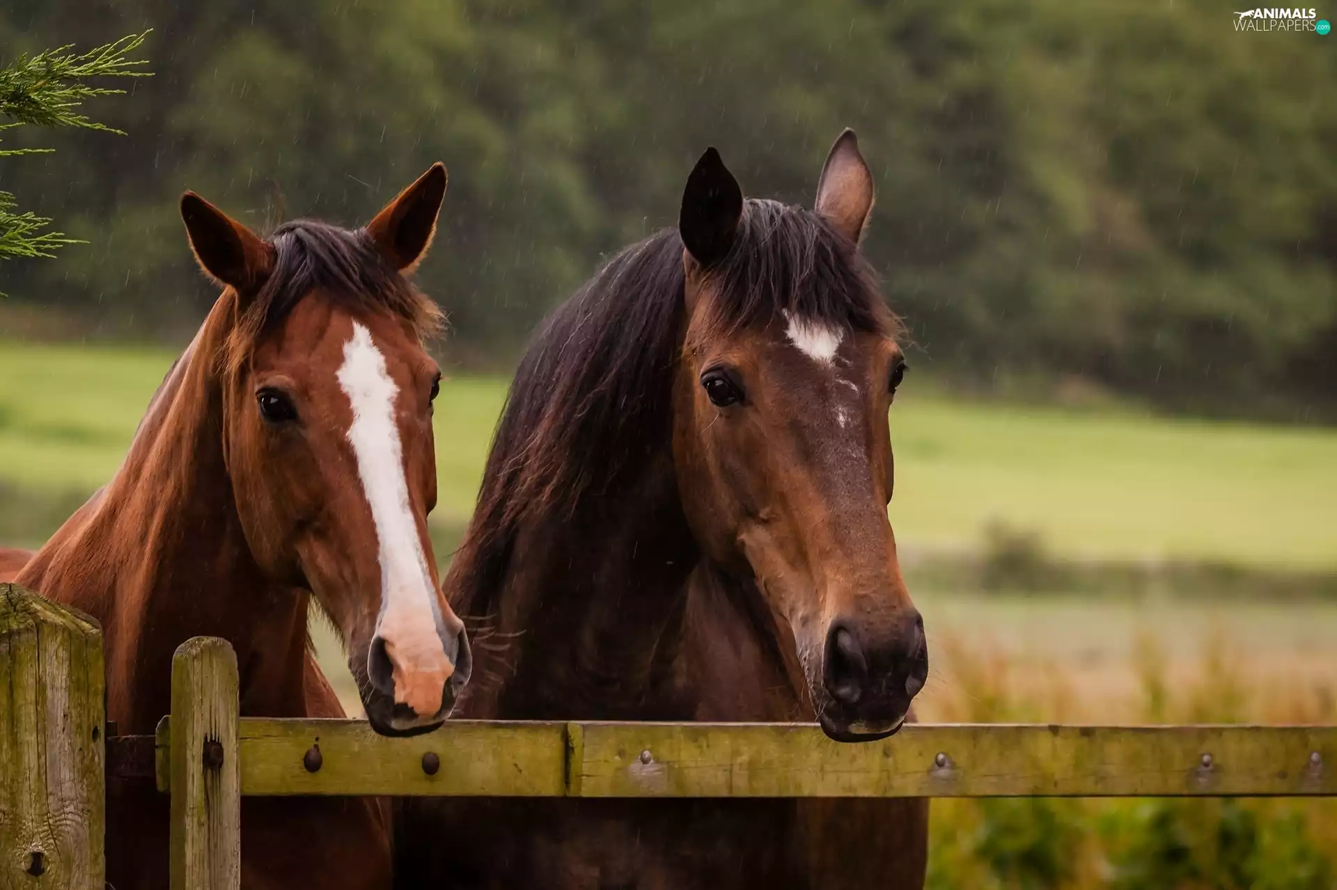 bloodstock, fence, Rain, Heads
