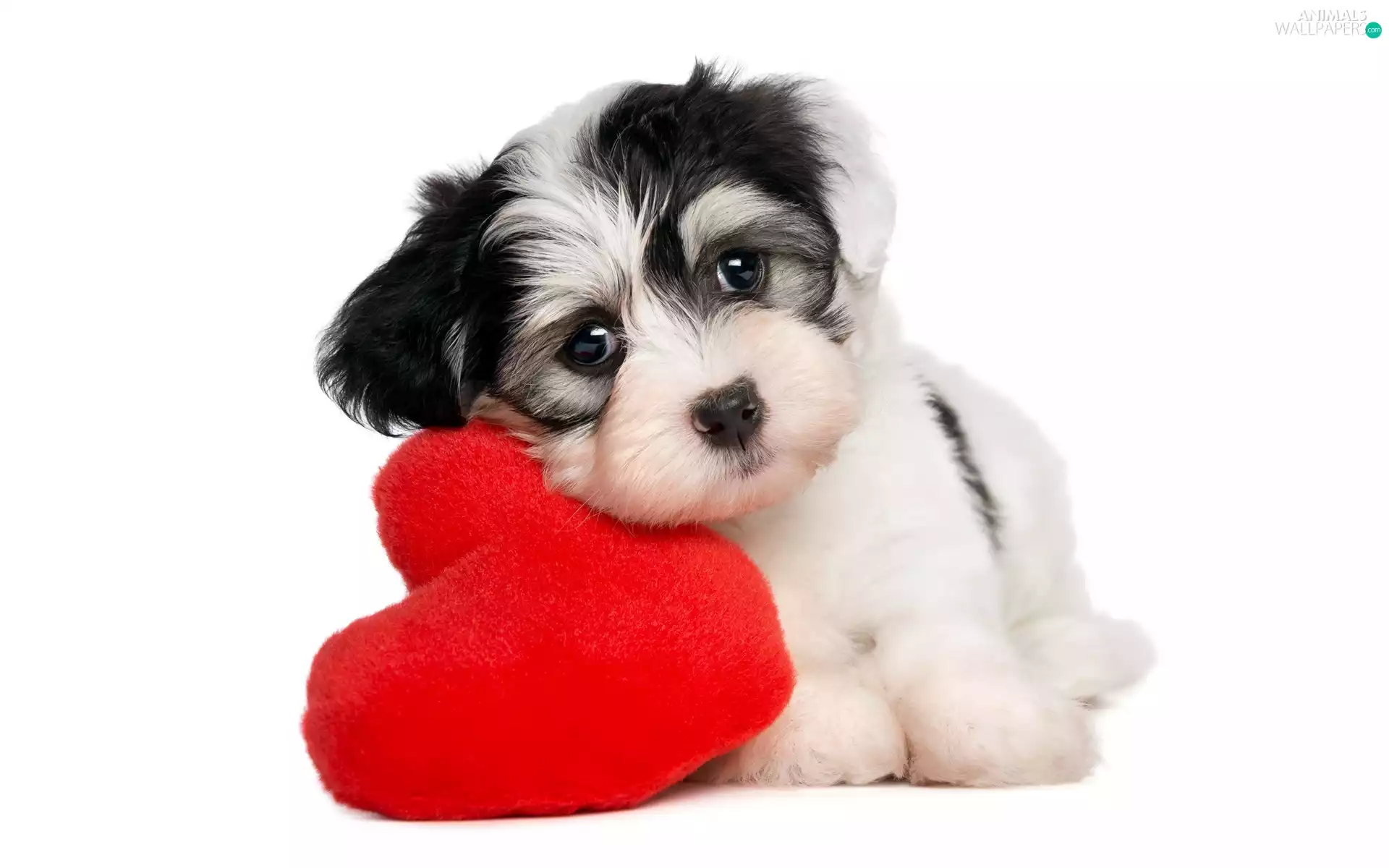 Heart, Puppy, Havanese