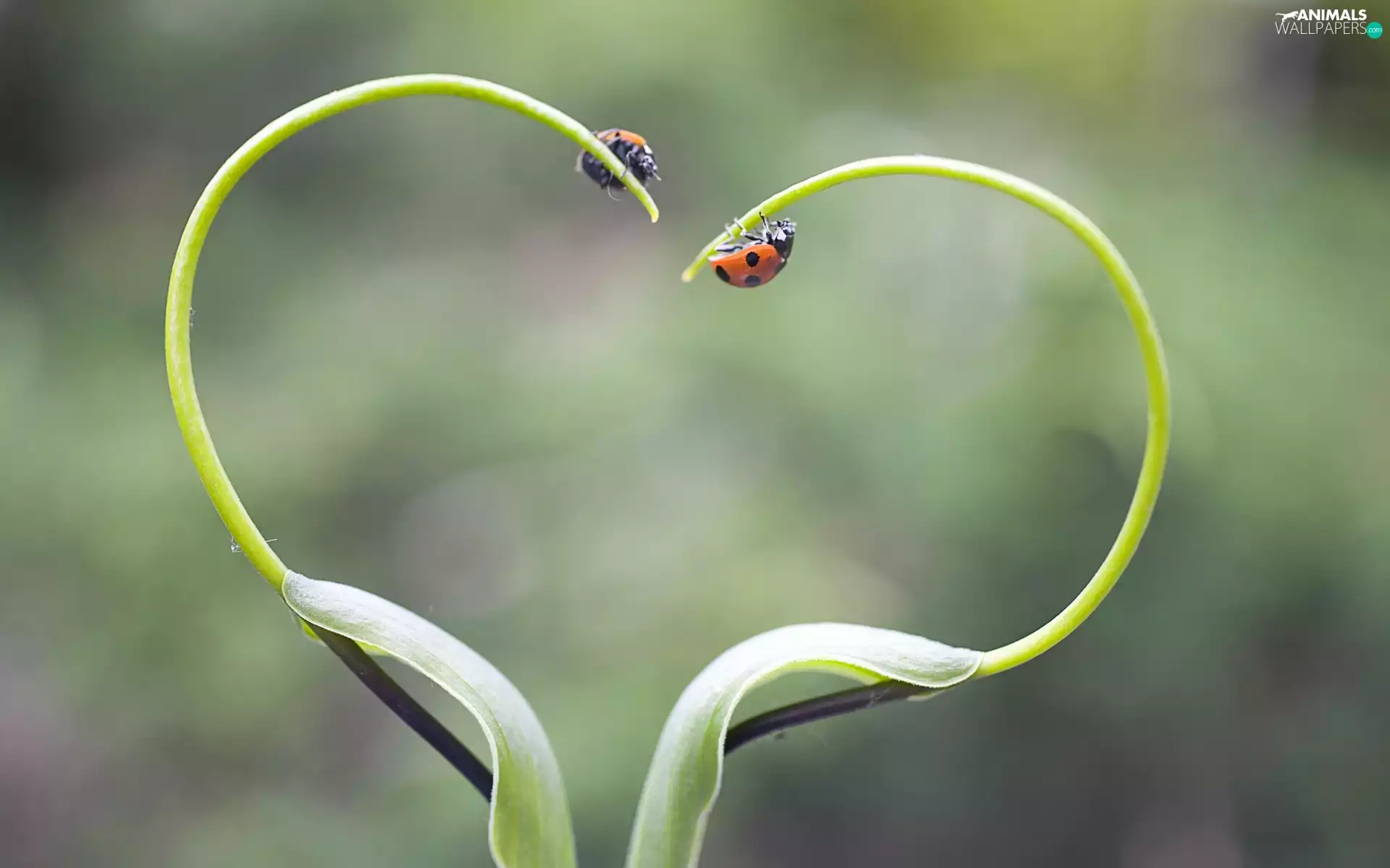 Heart, plant, ladybugs