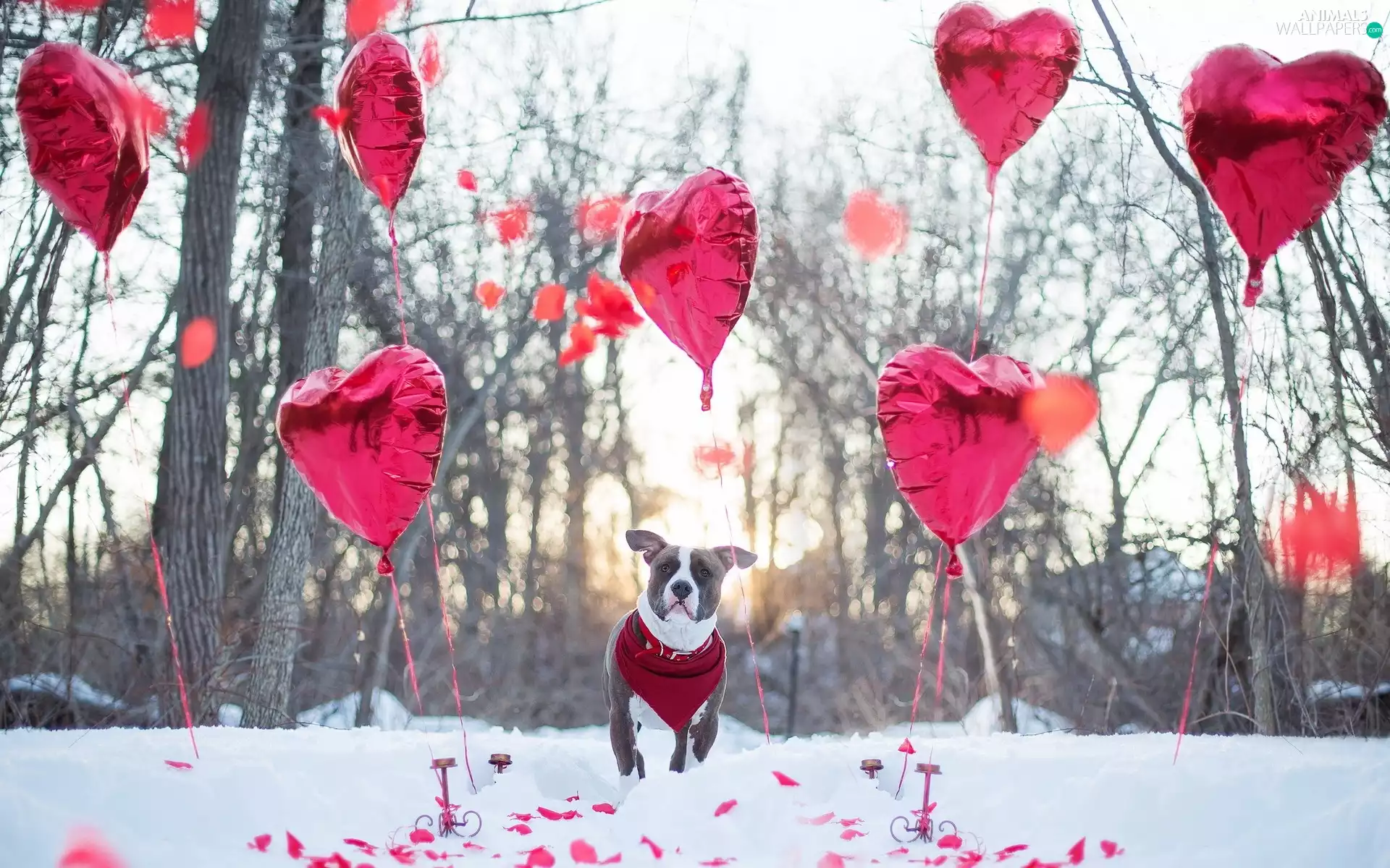 dog, Heart, Love things, winter