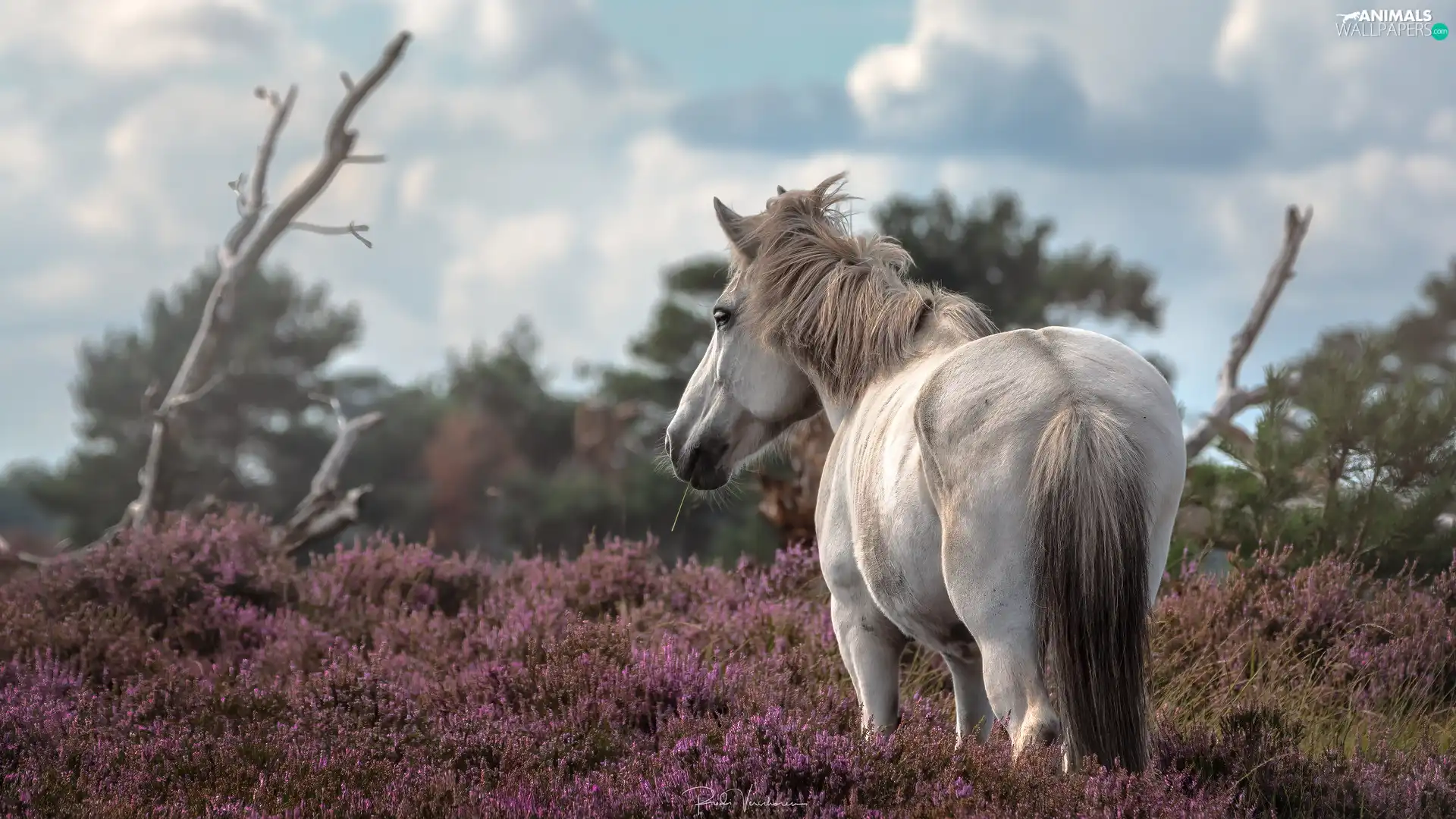 heath, gray, Horse