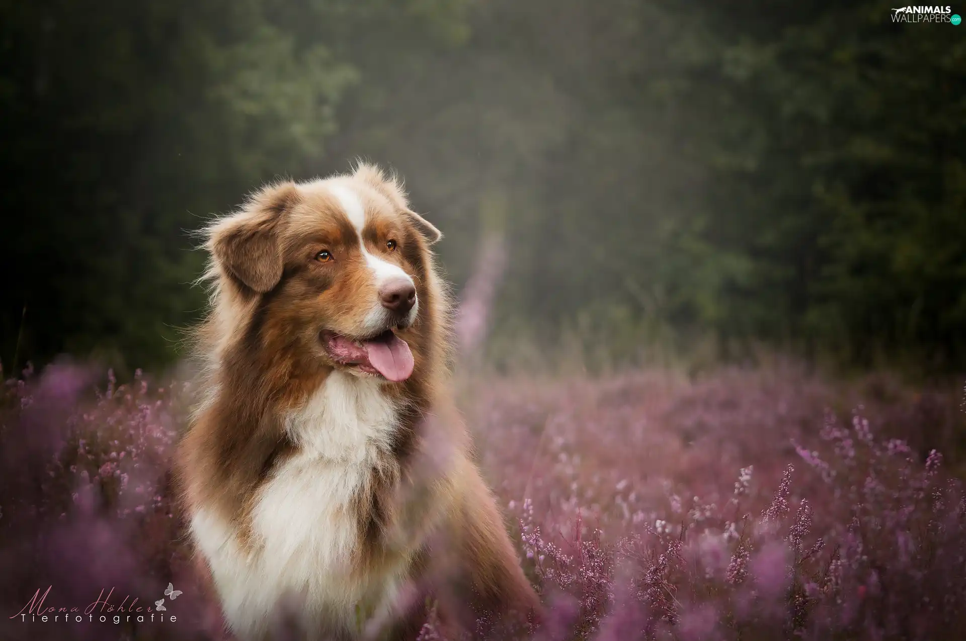 dog, Meadow, heather, Australian Shepherd