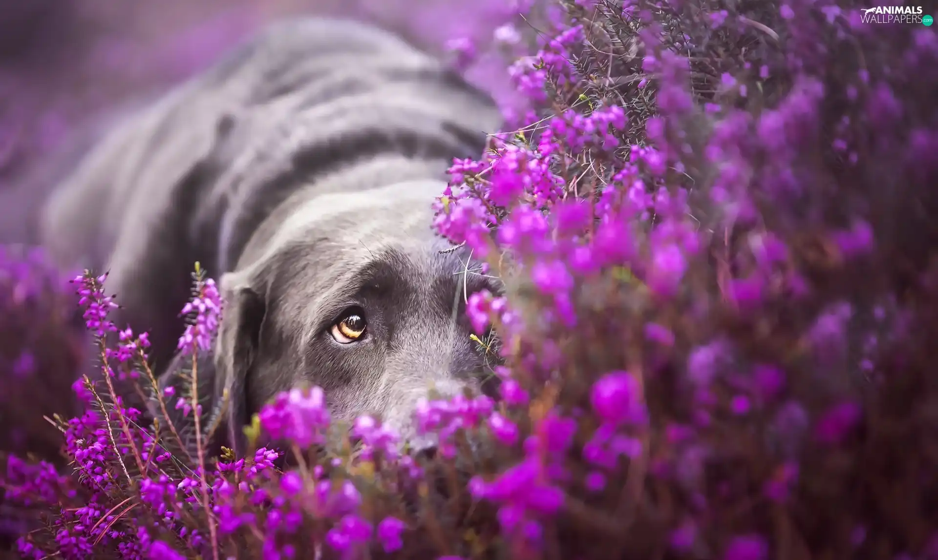 dog, muzzle, heather, Labrador Retriever