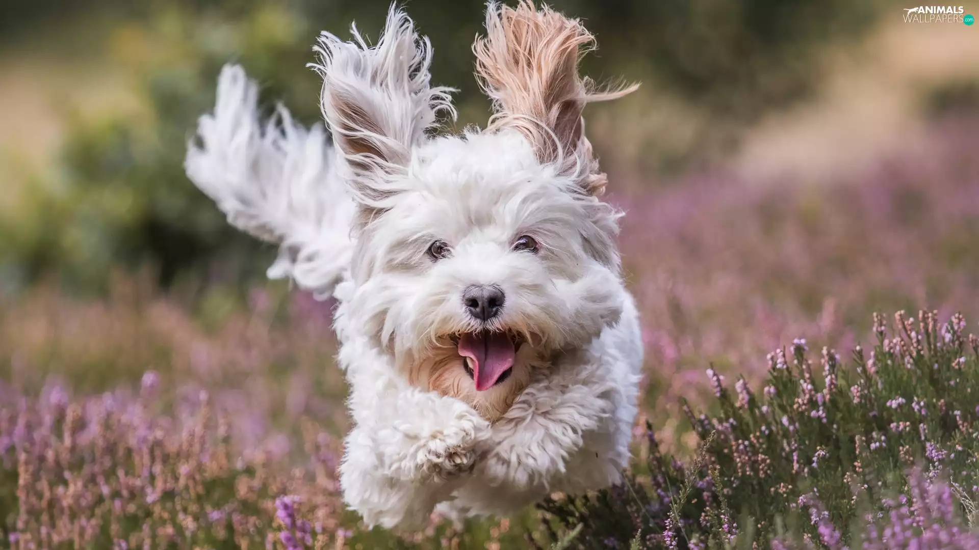 heather, dog, Meadow