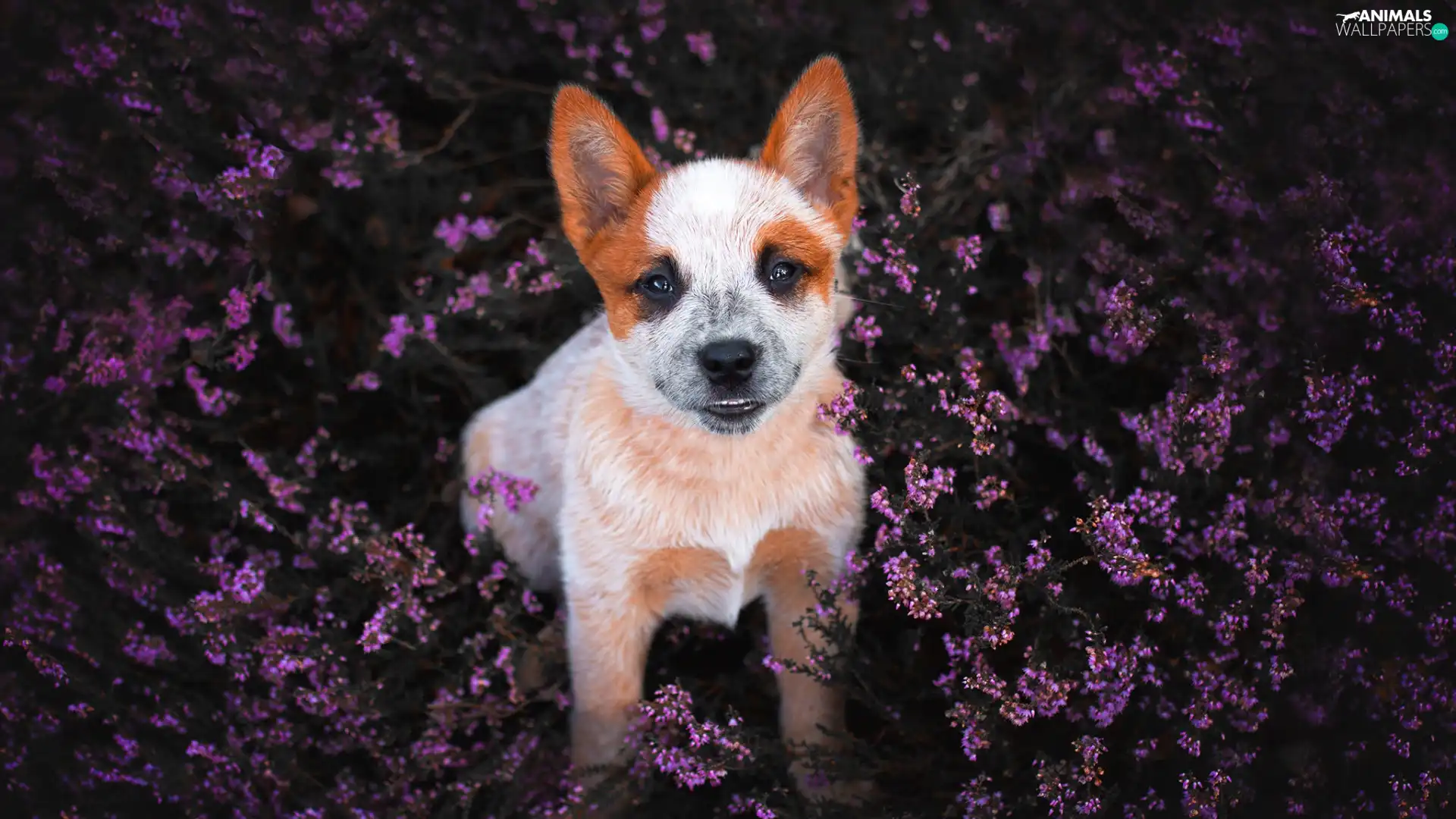 dog, heather, The look, Puppy