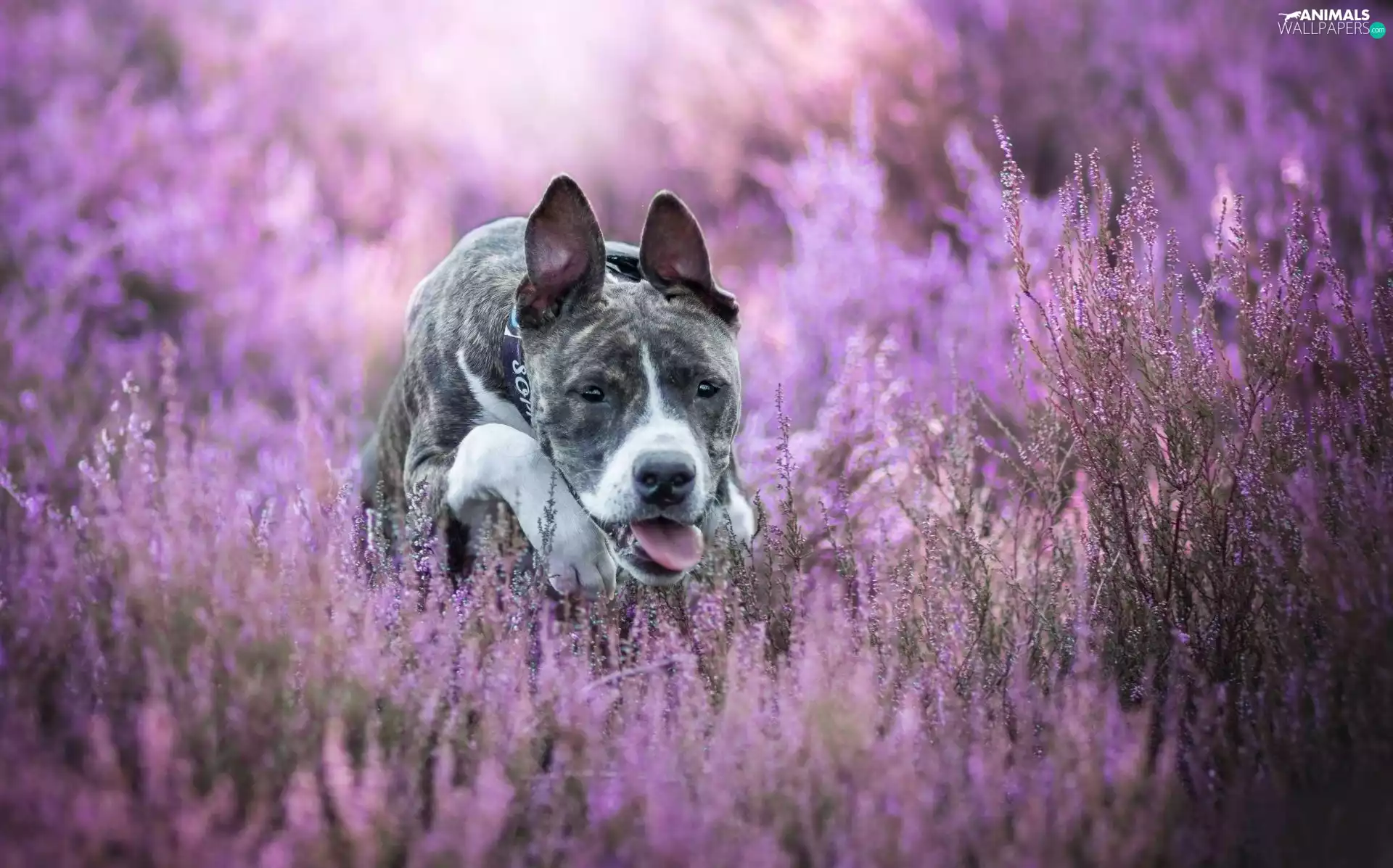 heathers, dog, Amstaff