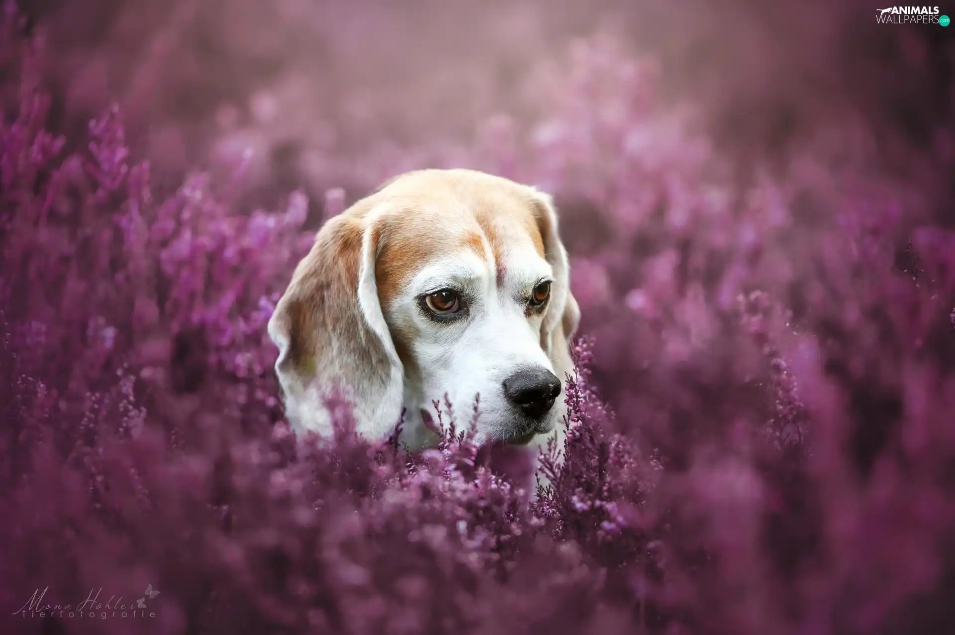 heathers, dog, Beagle