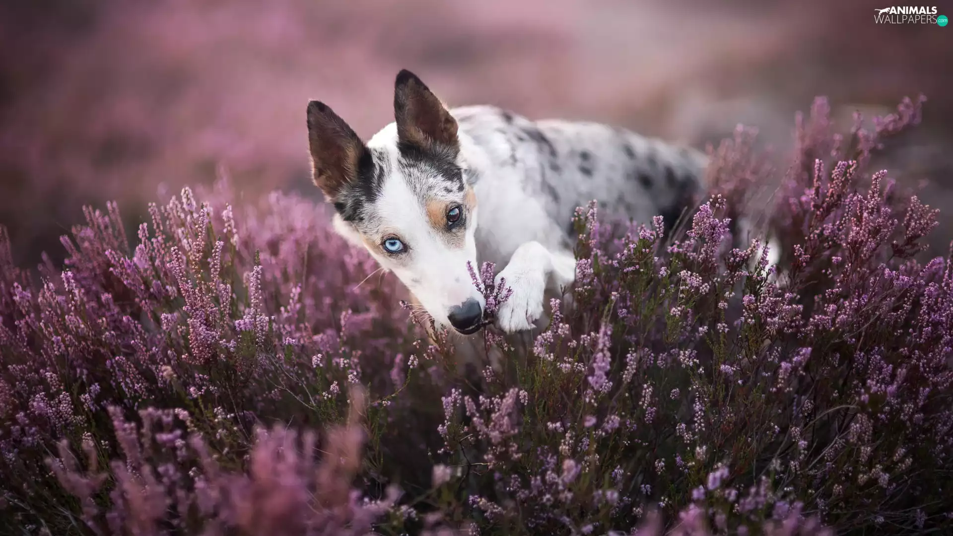 Border Collie, dog, heathers
