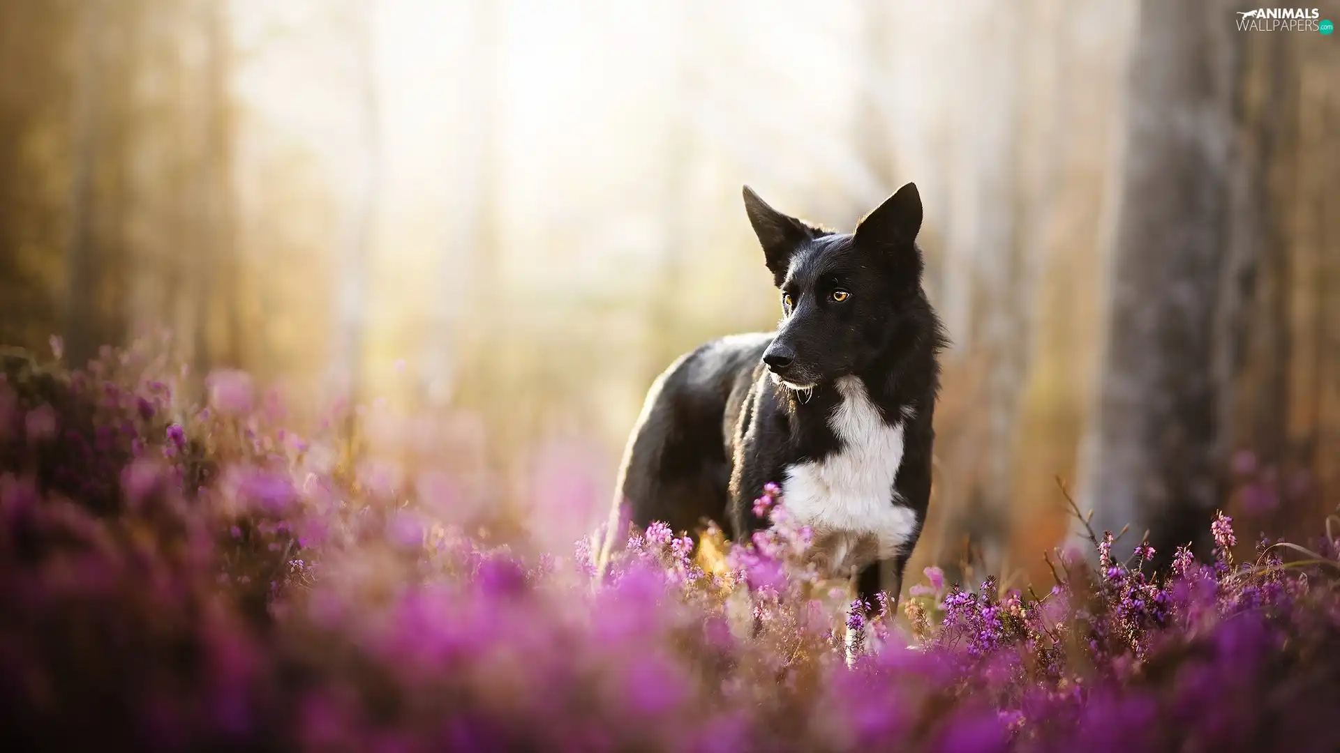 dog, Flowers, heathers, Border Collie