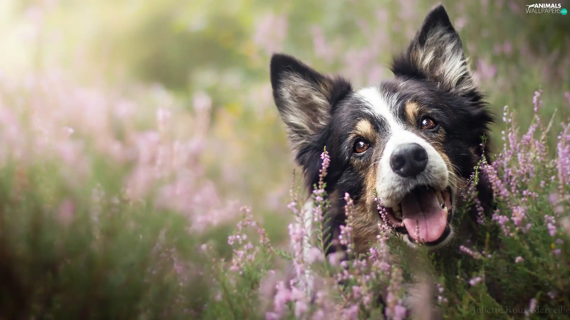 dog, muzzle, heathers, Border Collie