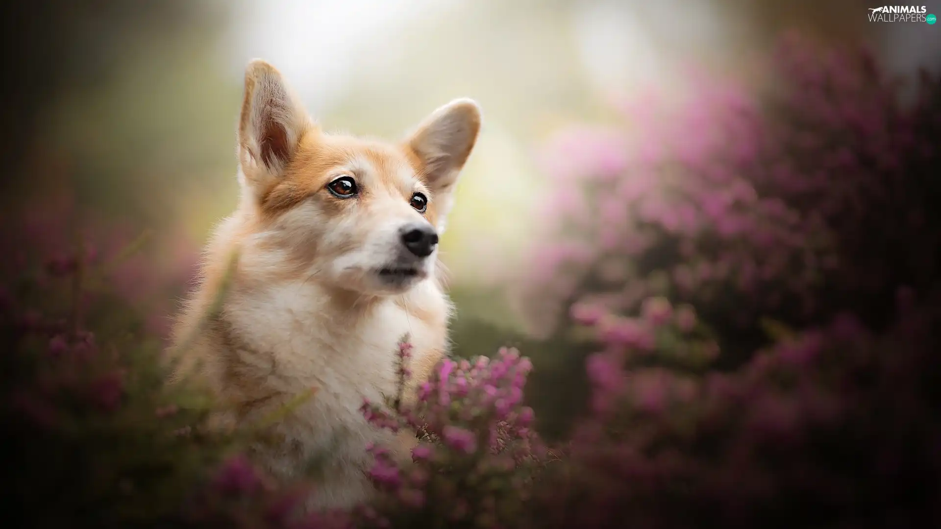 dog, muzzle, heathers, Welsh corgi pembroke