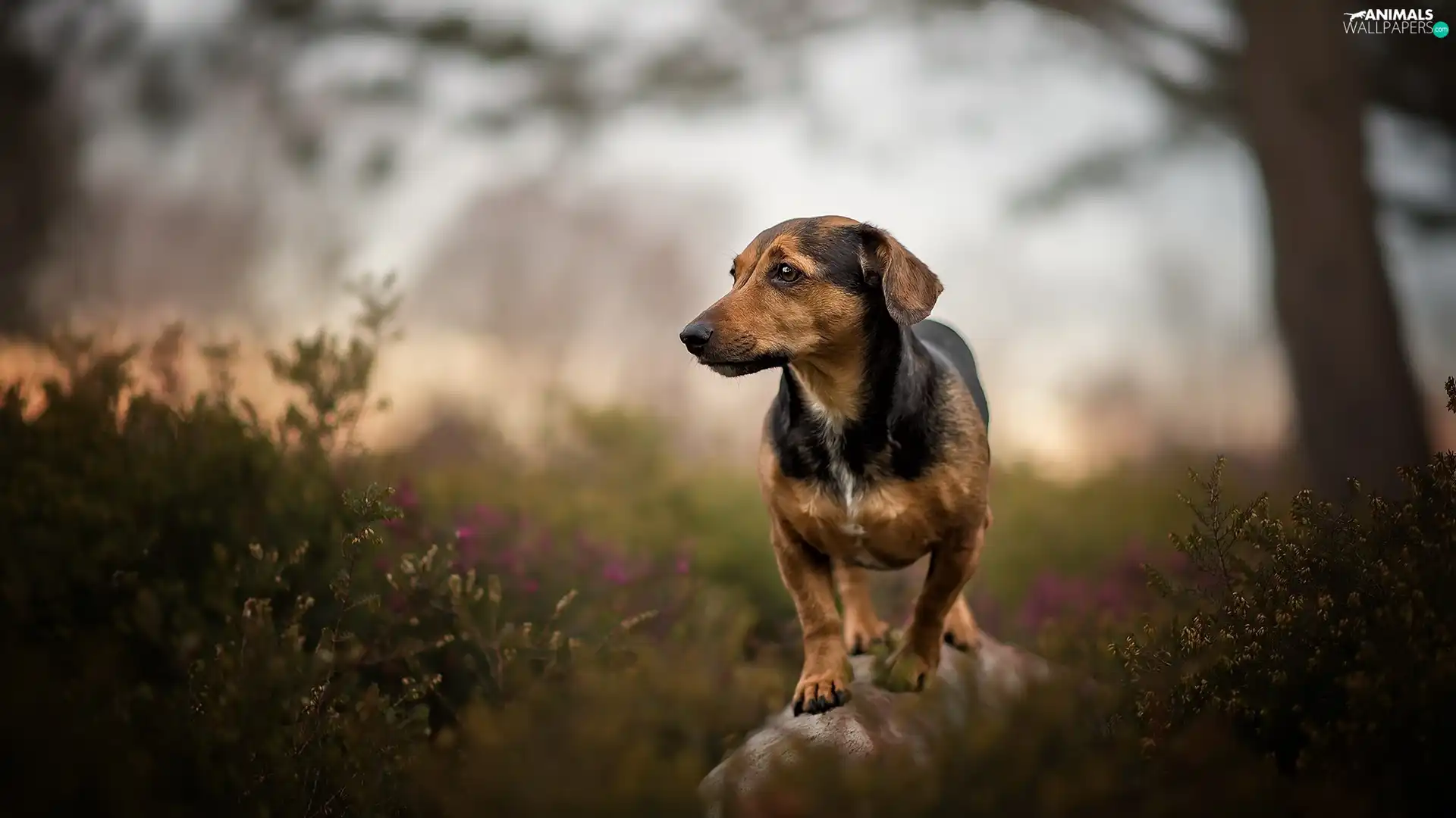 heathers, dog, log