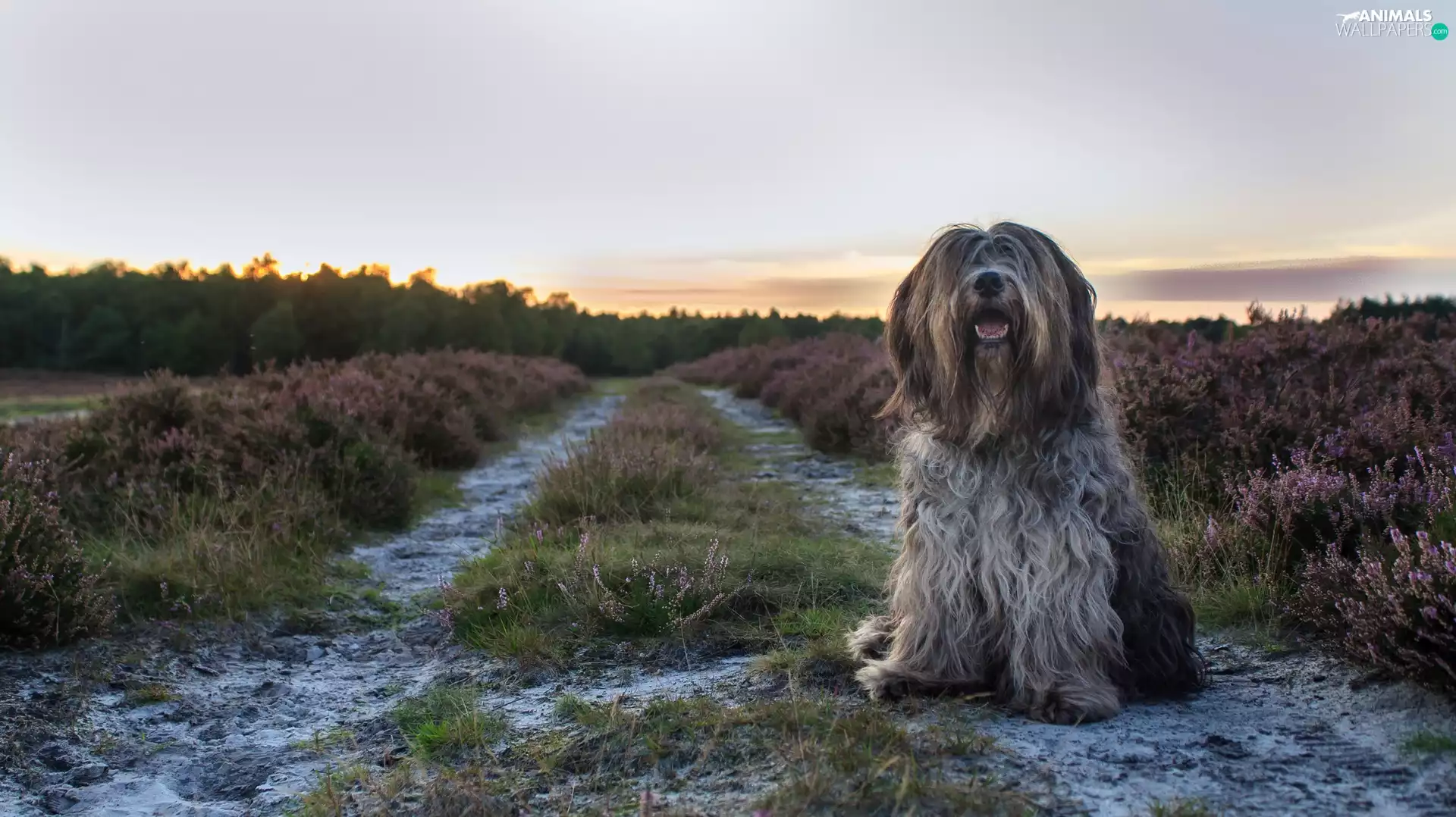 Way, heathers, pastoral, Schapendoes, dog