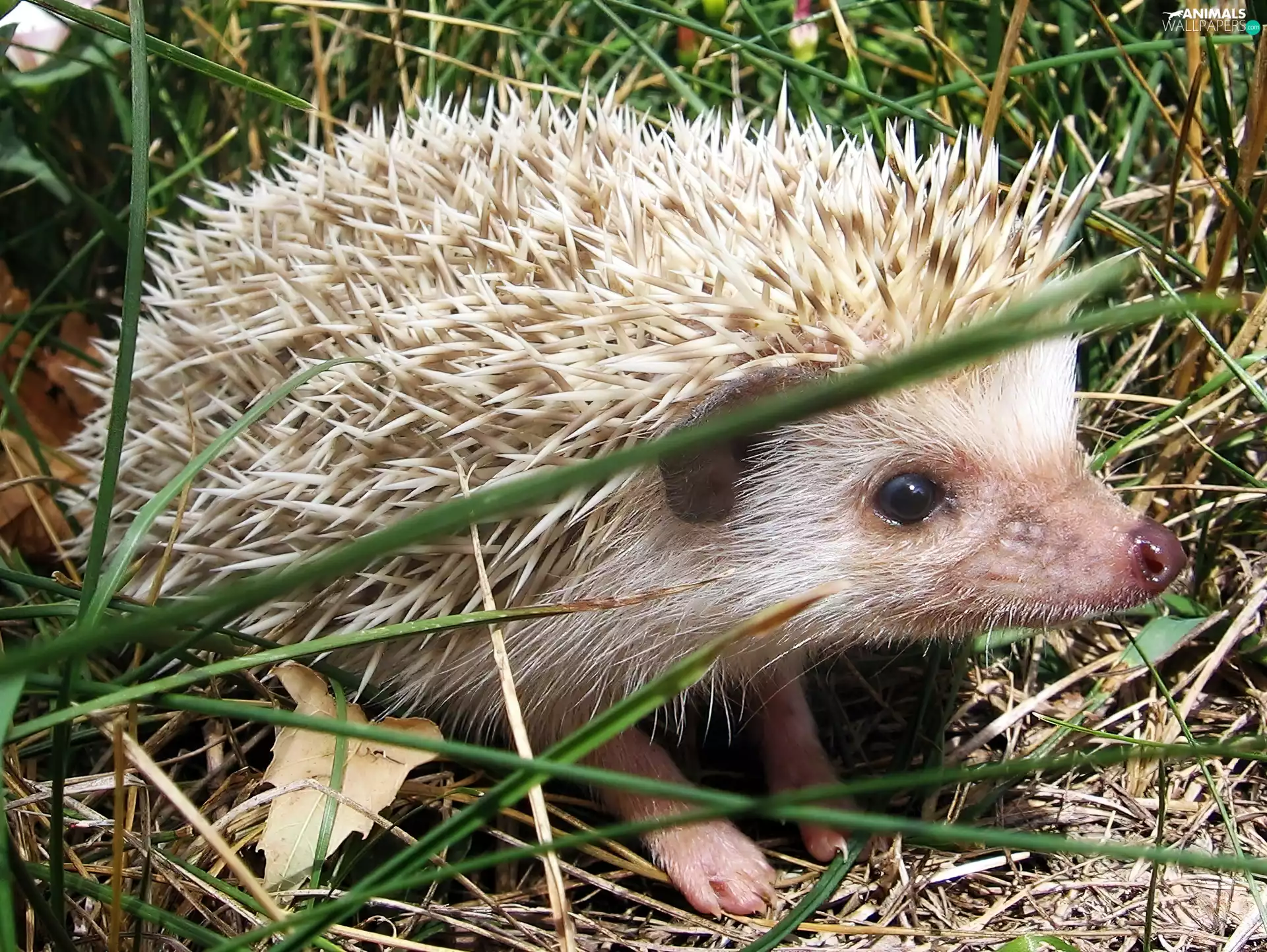 hedgehog, african
