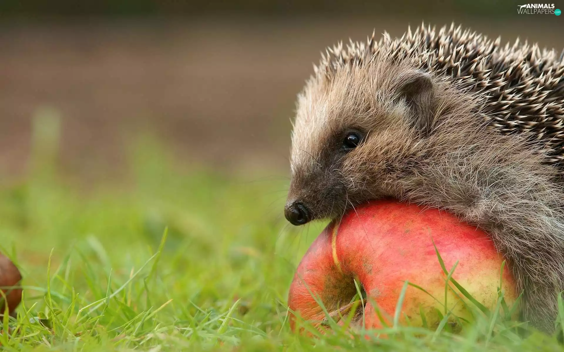 hedgehog, Apple