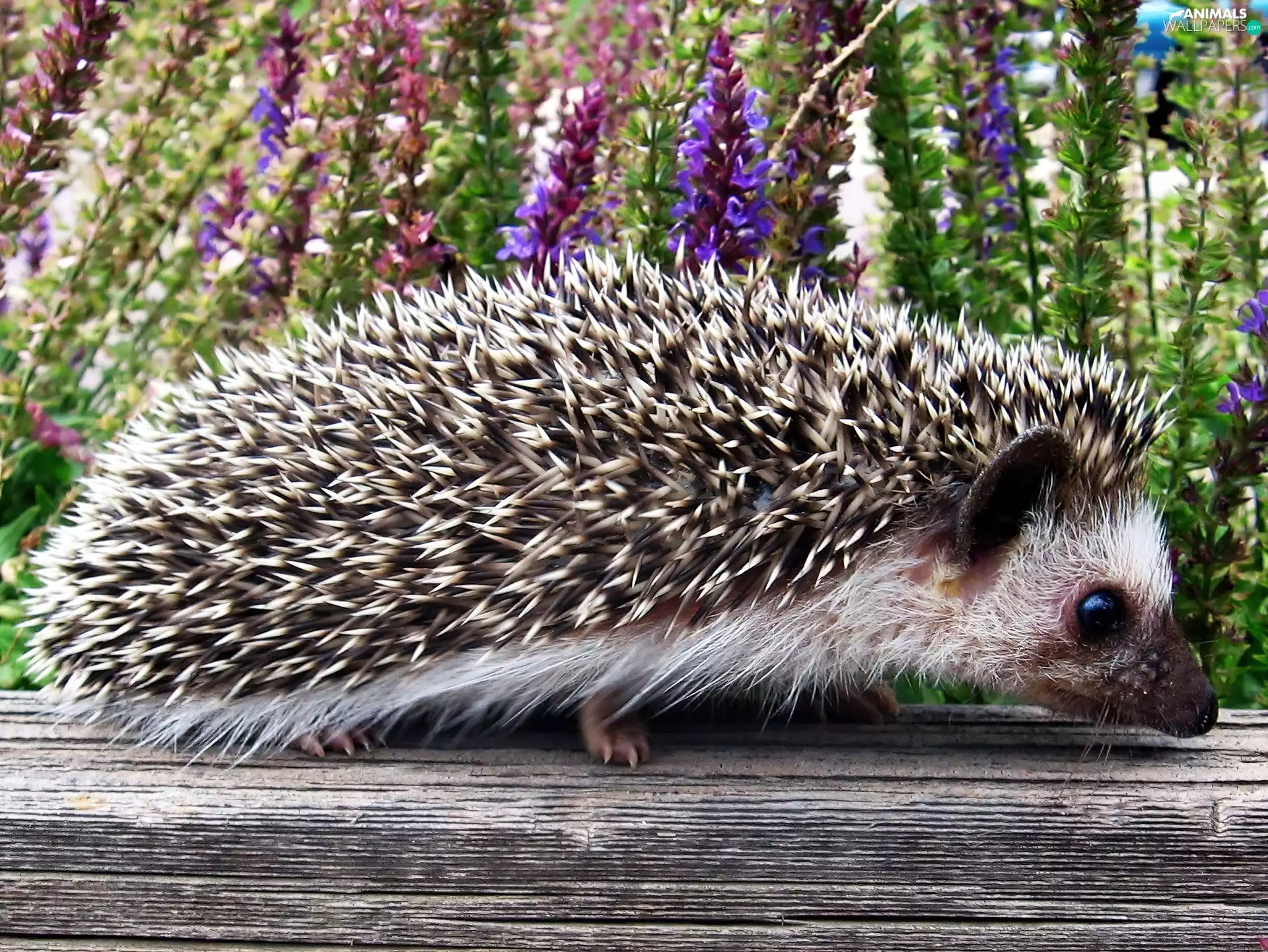 hedgehog, Flowers