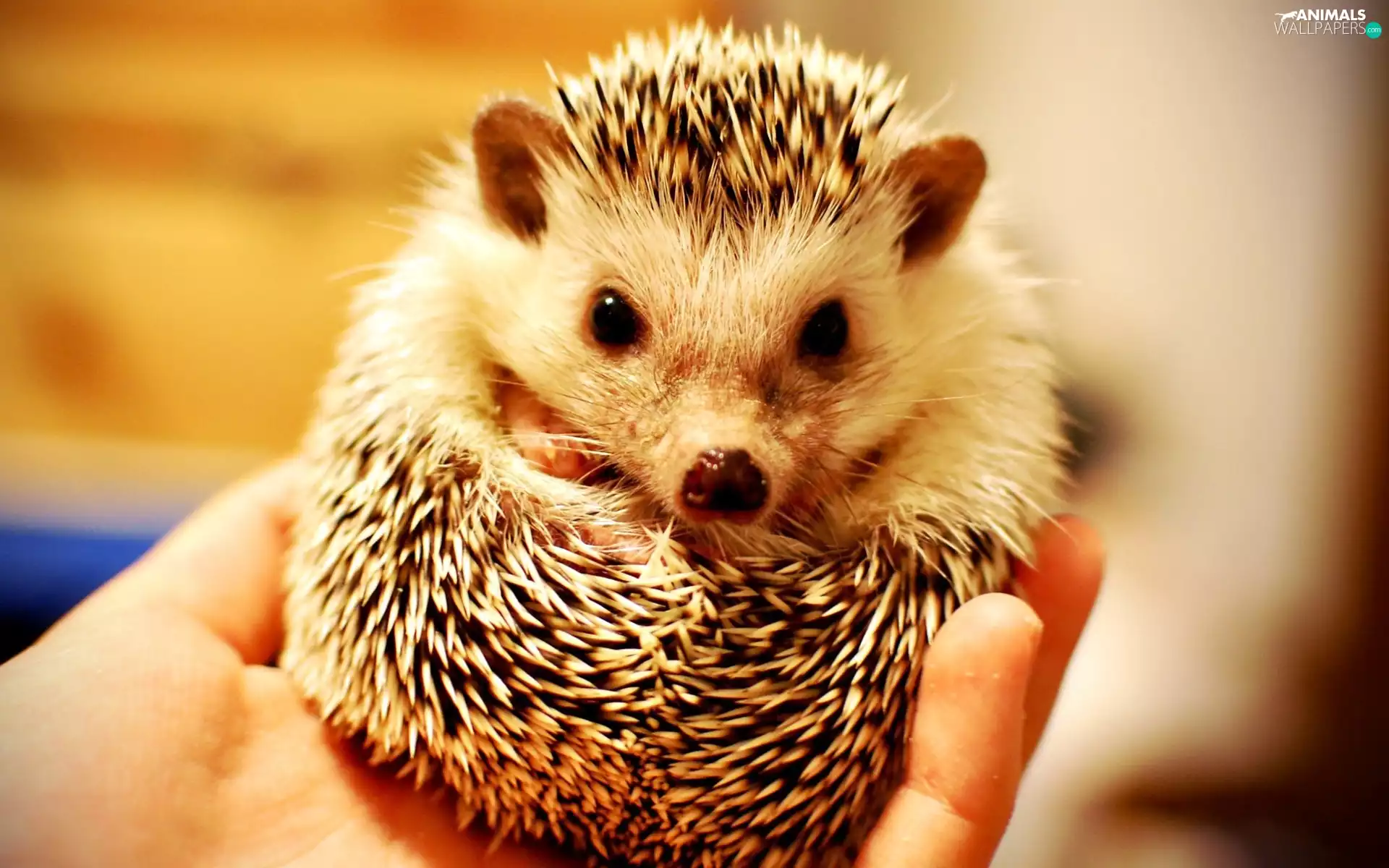 hedgehog, hand