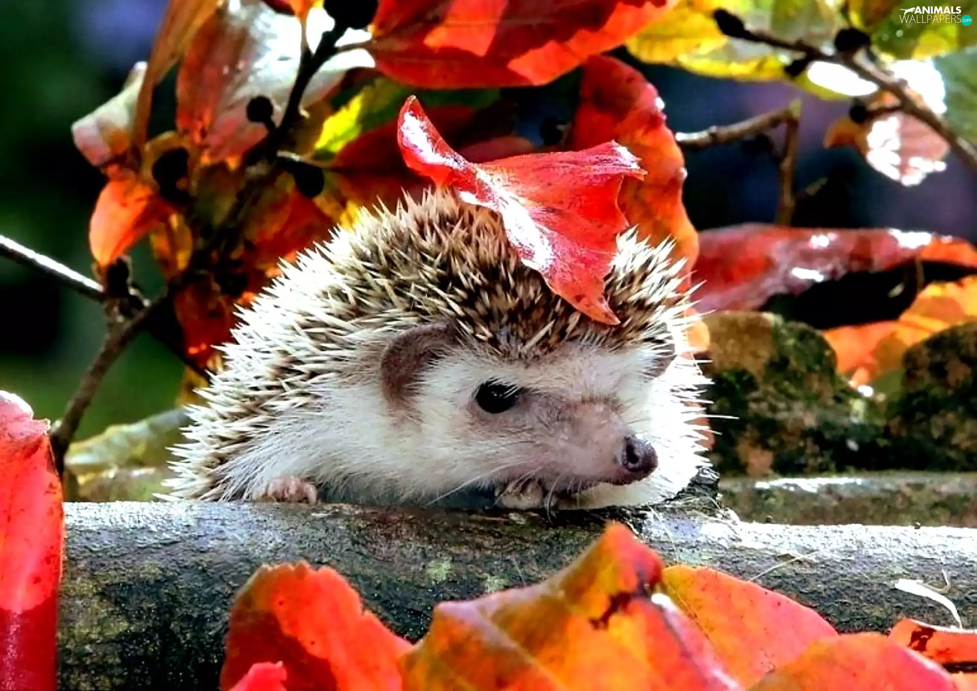 hedgehog, Leaf