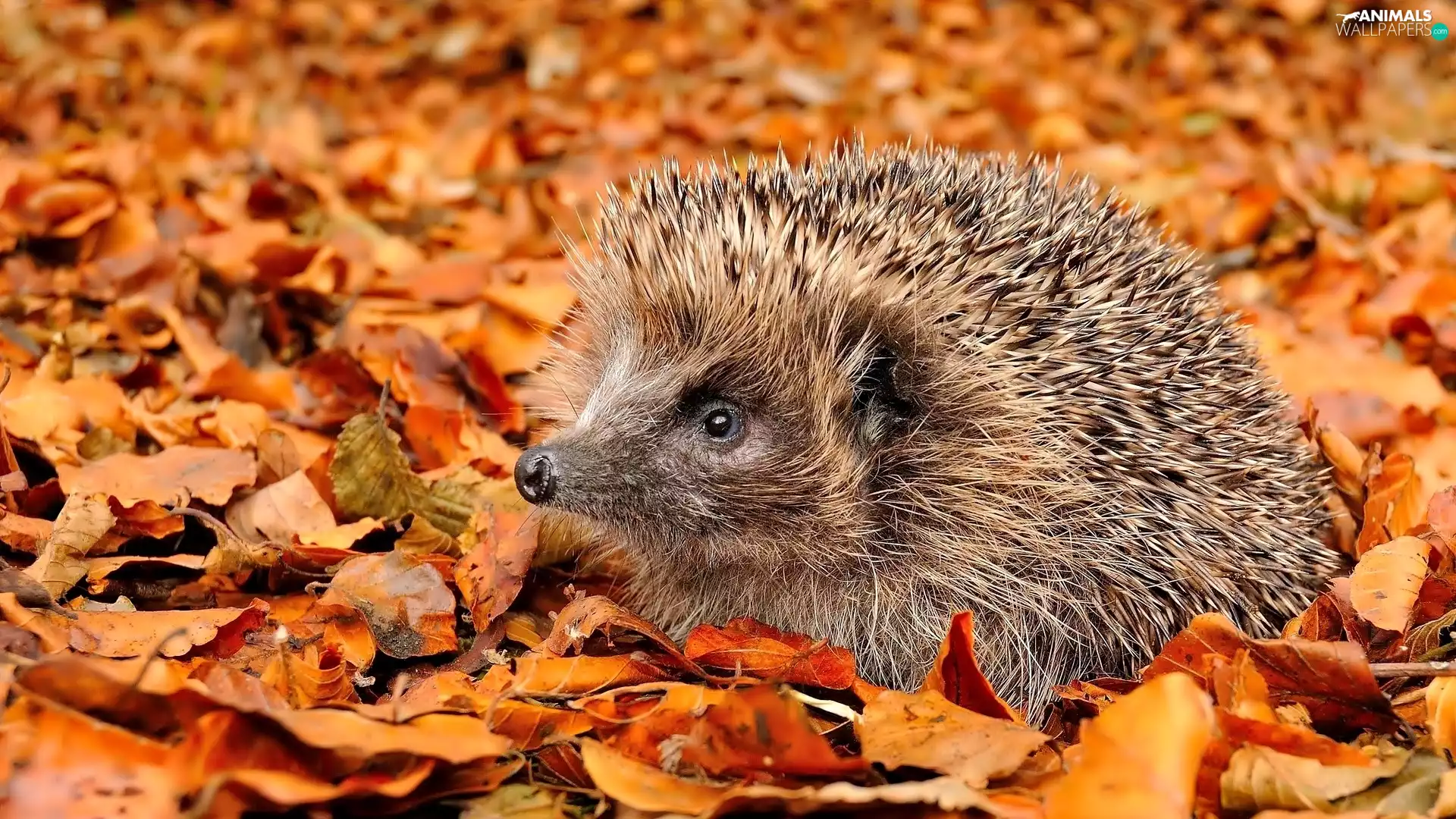 hedgehog, Yellow, Leaf
