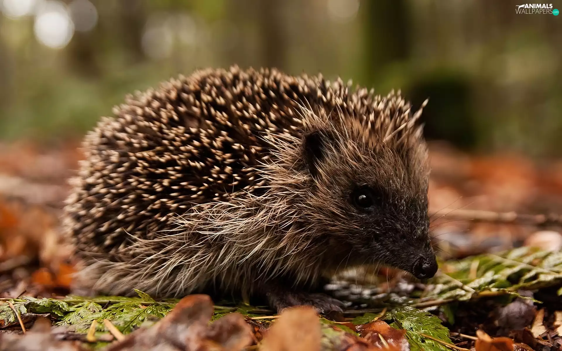 hedgehog, Leaf