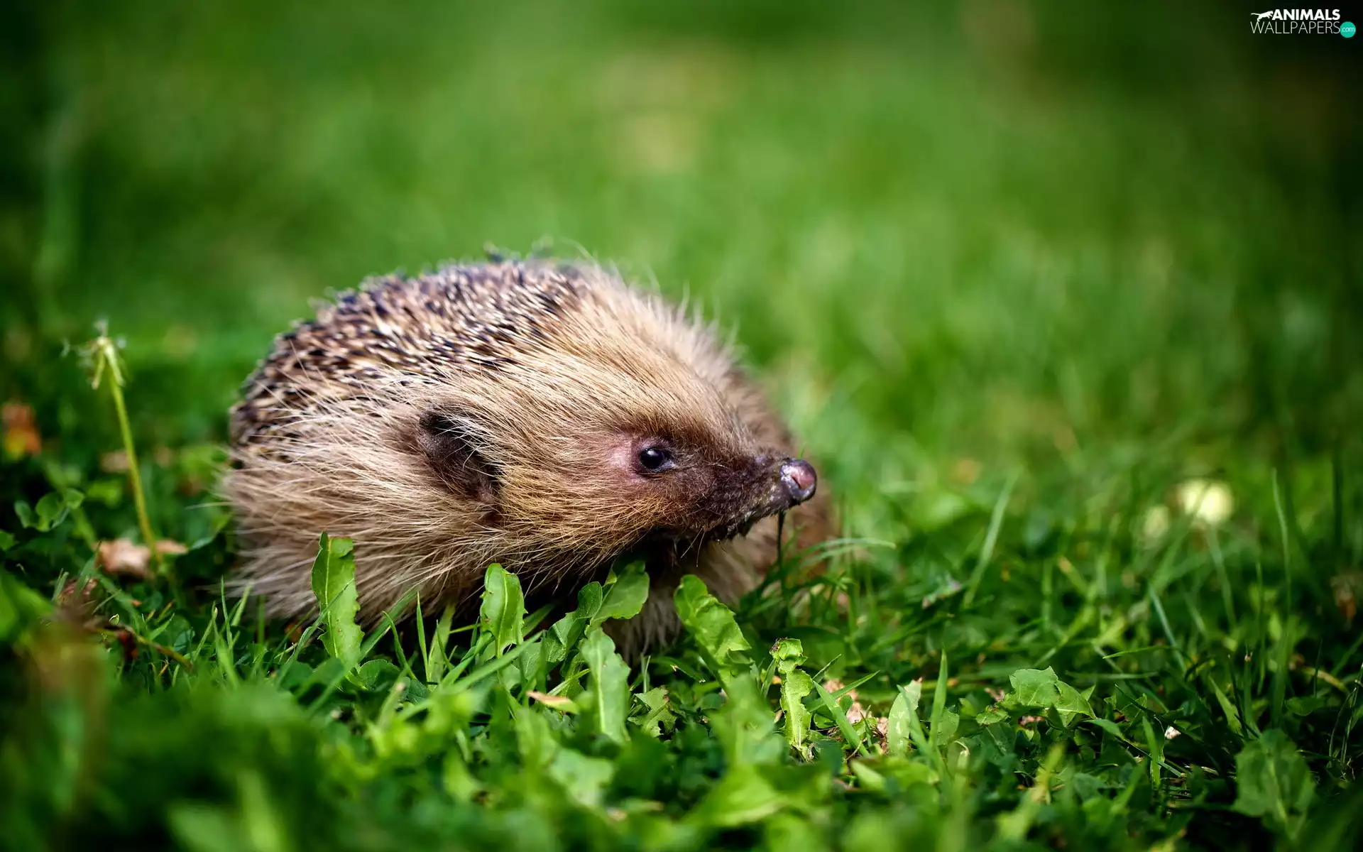 hedgehog, Meadow
