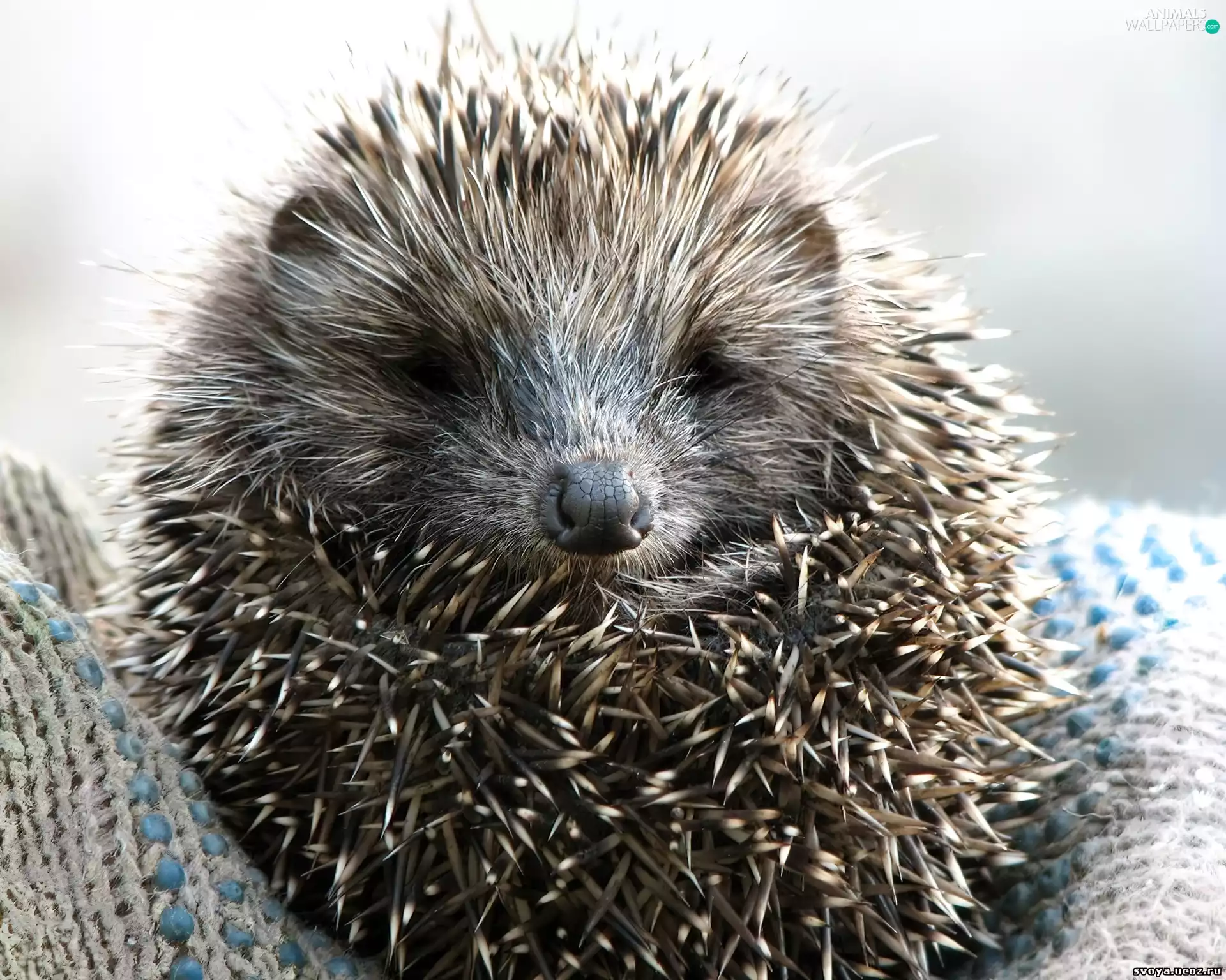 hedgehog, muzzle