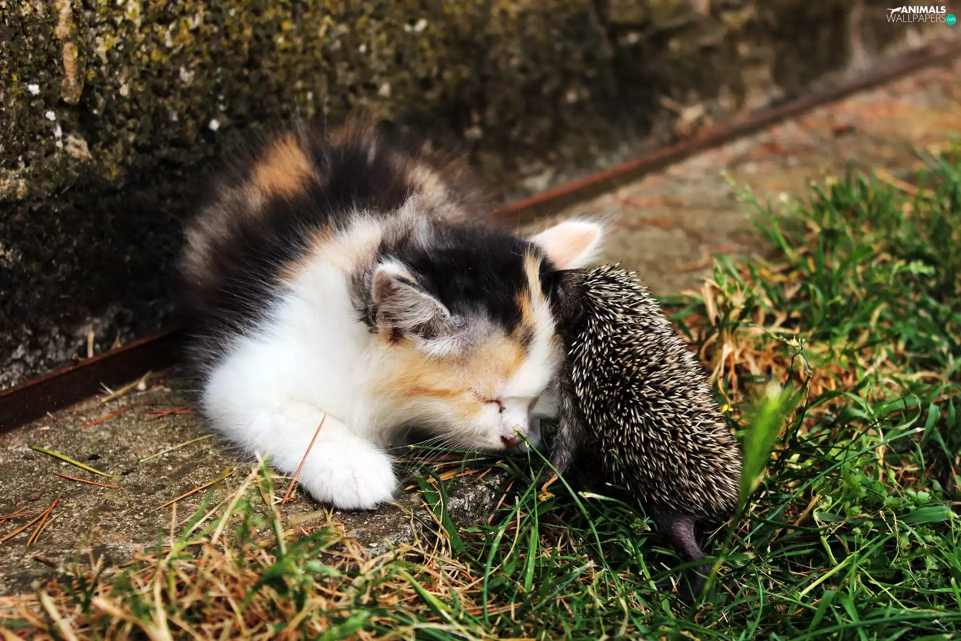 hedgehog, cat, small