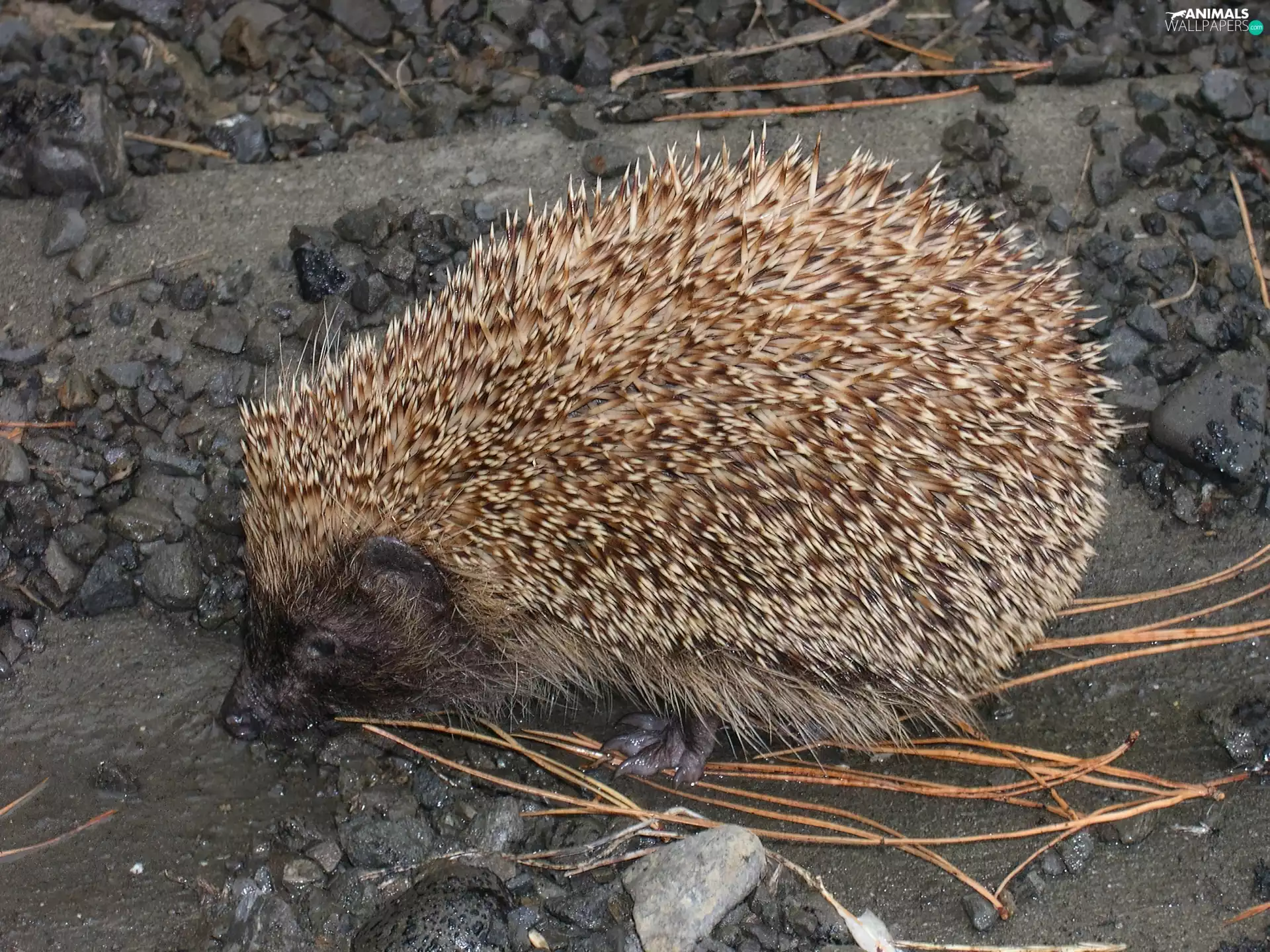 hedgehog, Stones