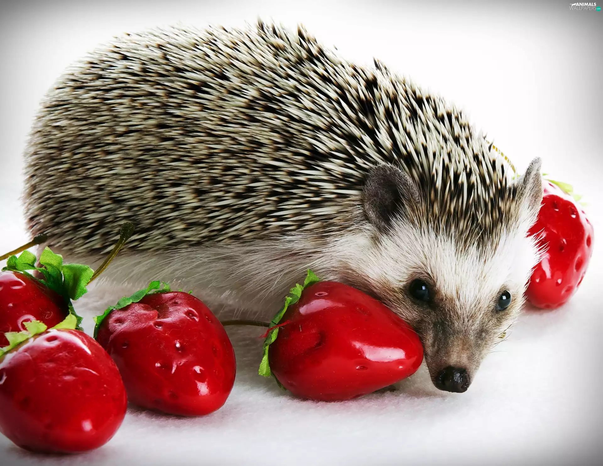 hedgehog, strawberries