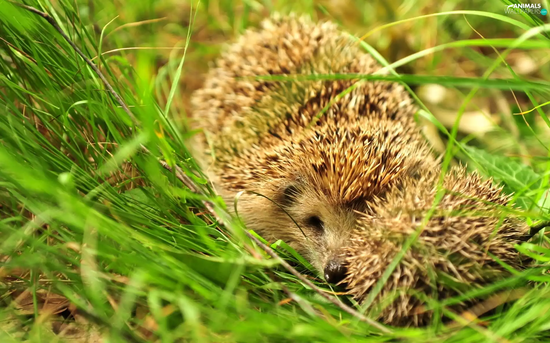 hedgehogs, grass