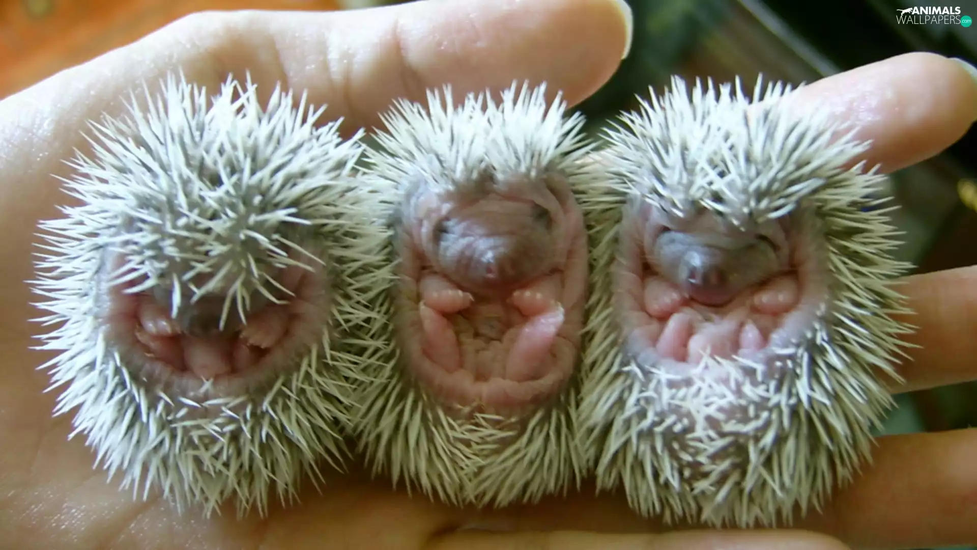 Three, hedgehogs, hand, little doggies