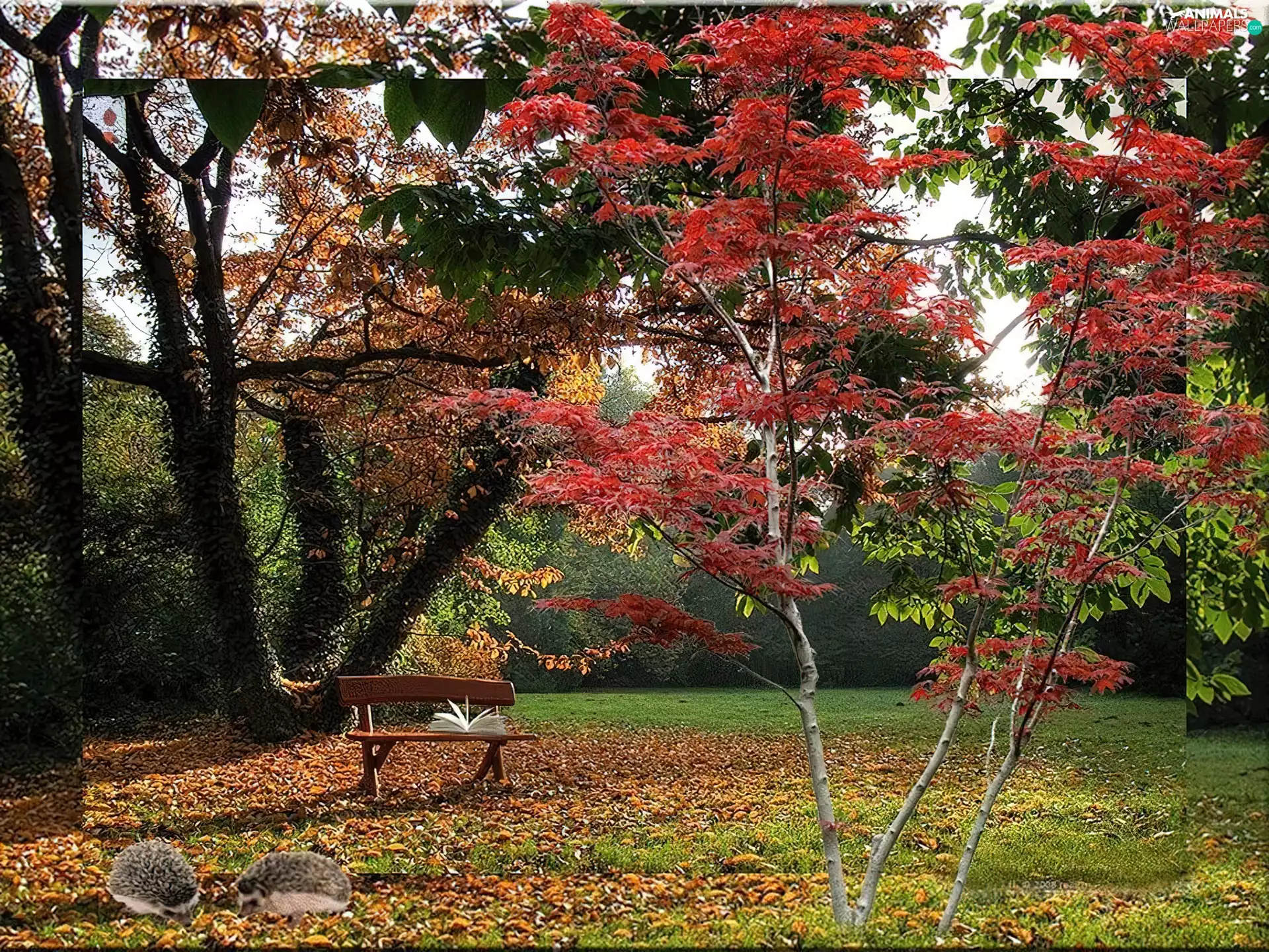 viewes, autumn, Leaf, hedgehogs, Bench, trees