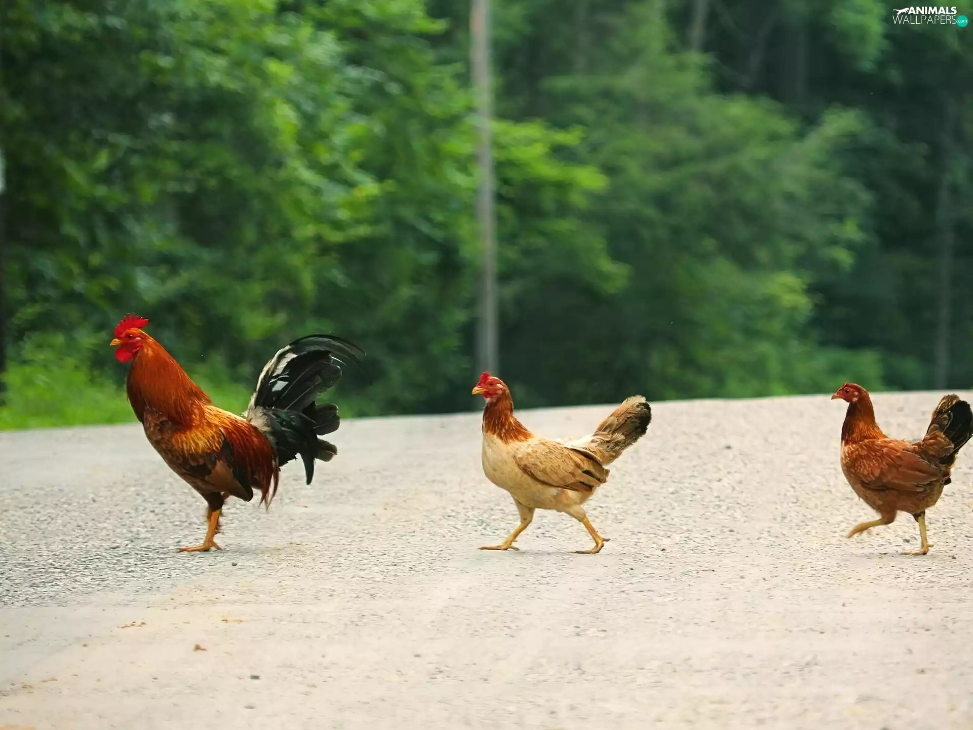 rooster, hens, viewes, Way, trees