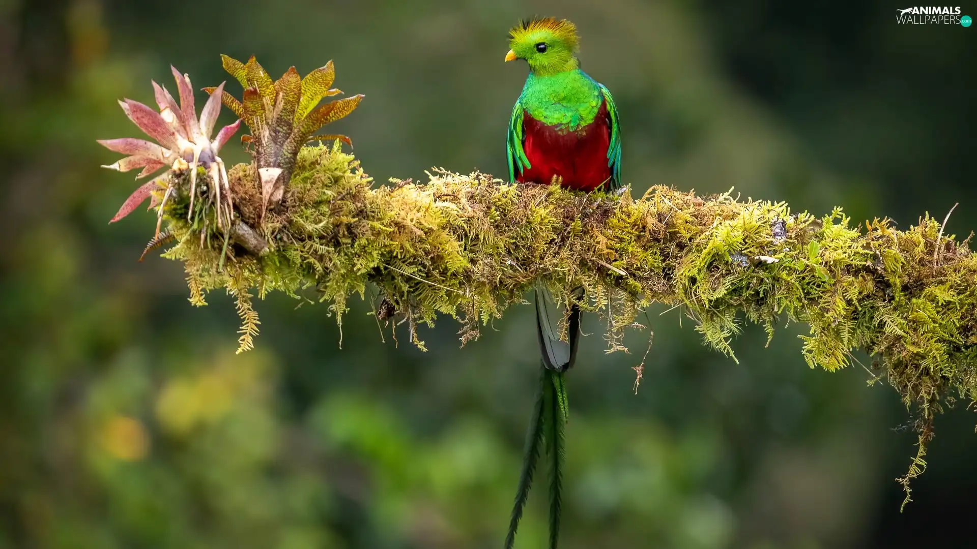 plant, Bird, Quetzal Heraldic