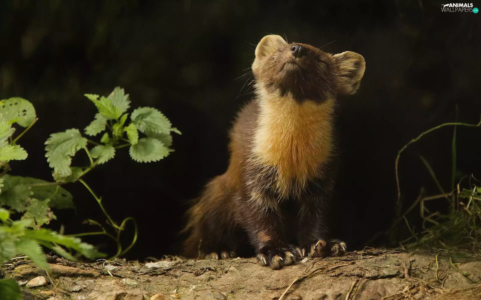 nettle, ferret, The herb