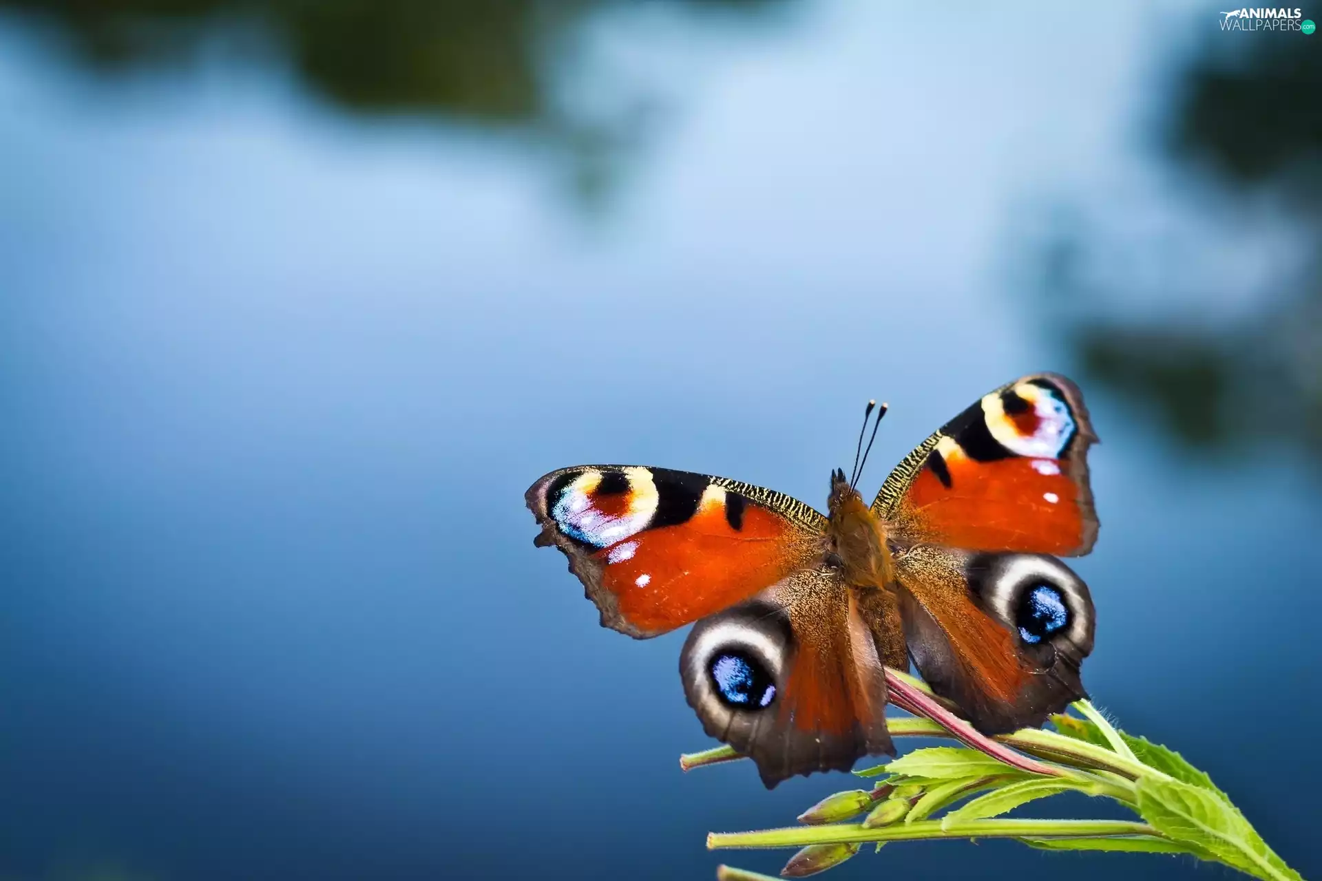 water, butterfly, The herb
