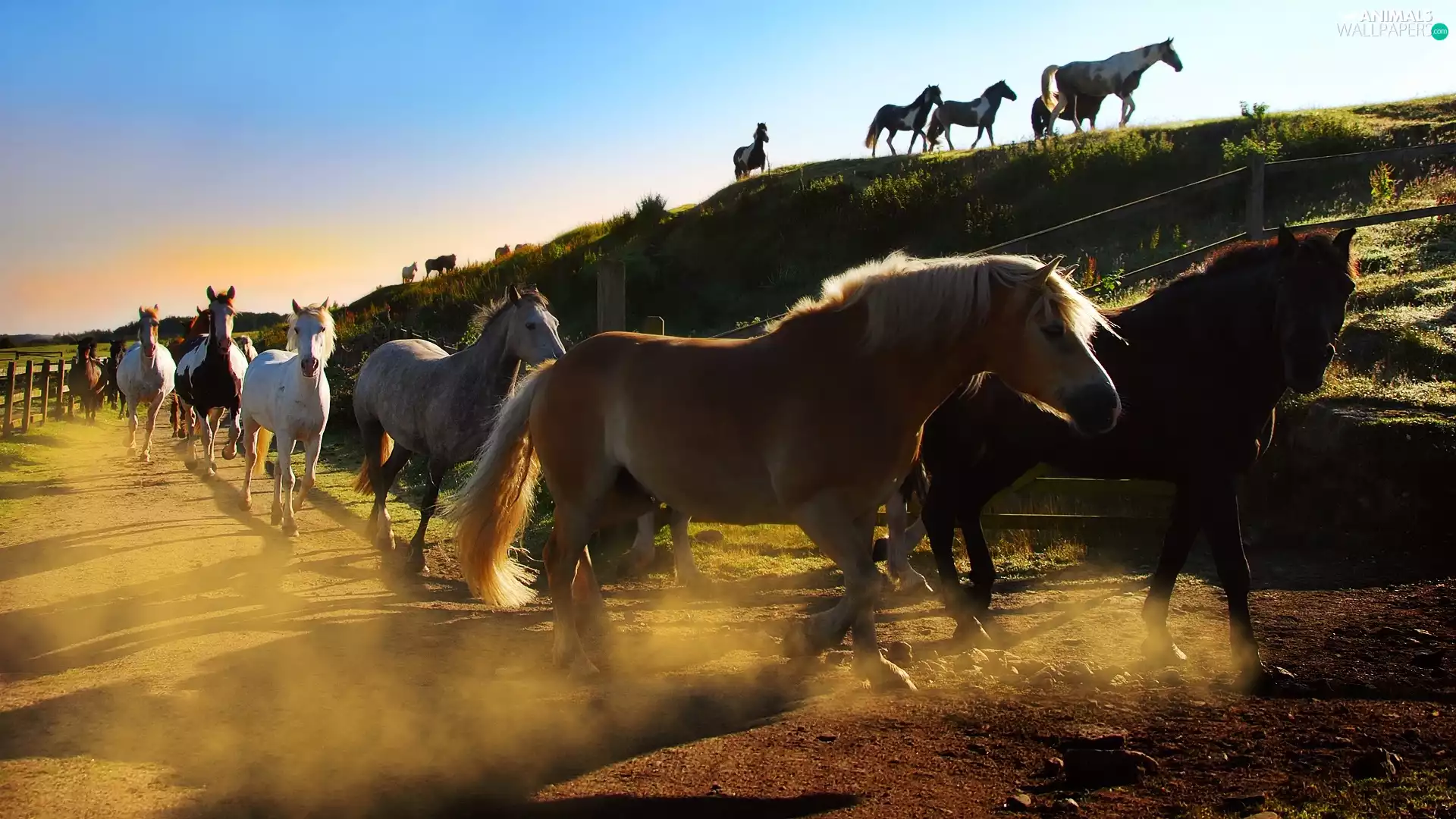 bloodstock, dust, hill, herd