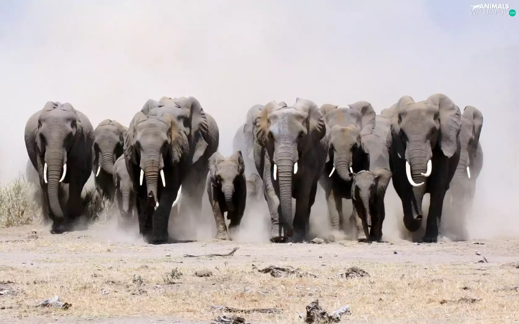 herd, elephants