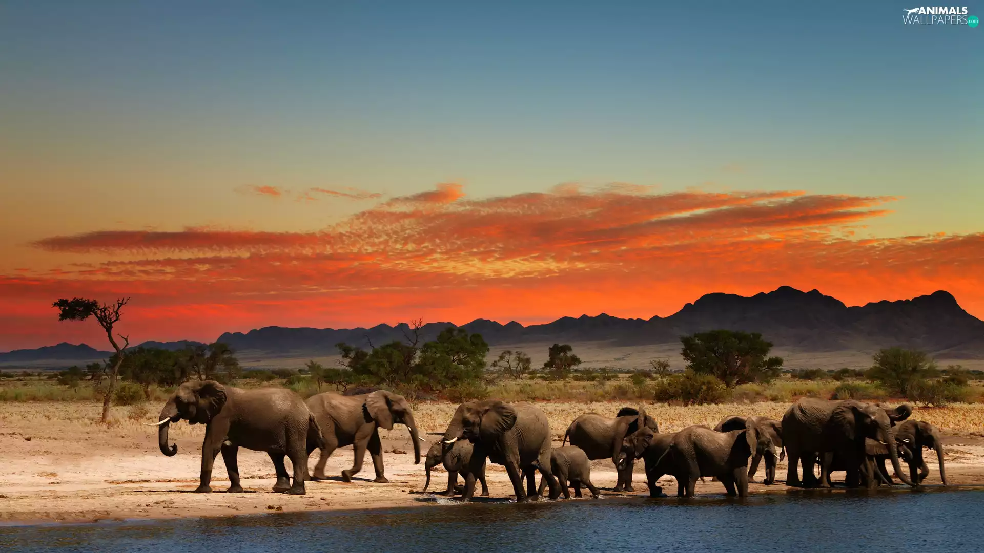 herd, elephants