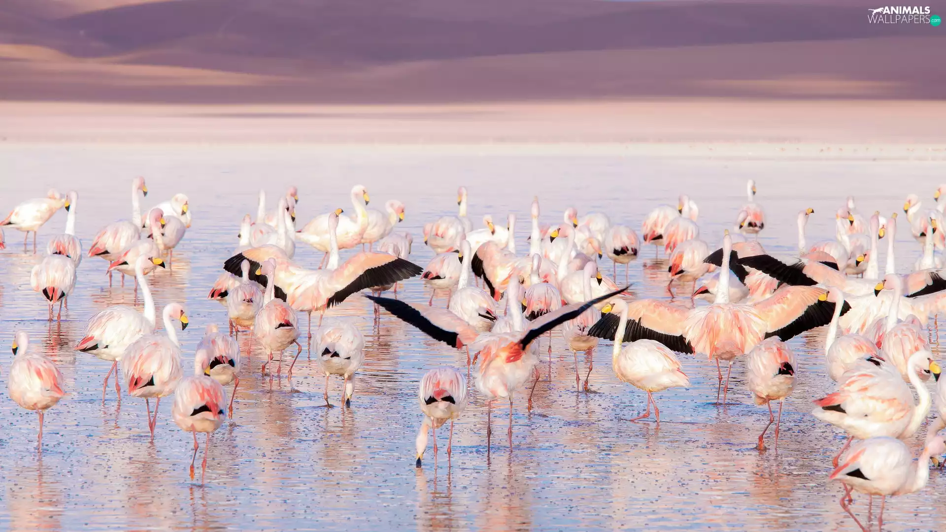 herd, birds, Flamingos