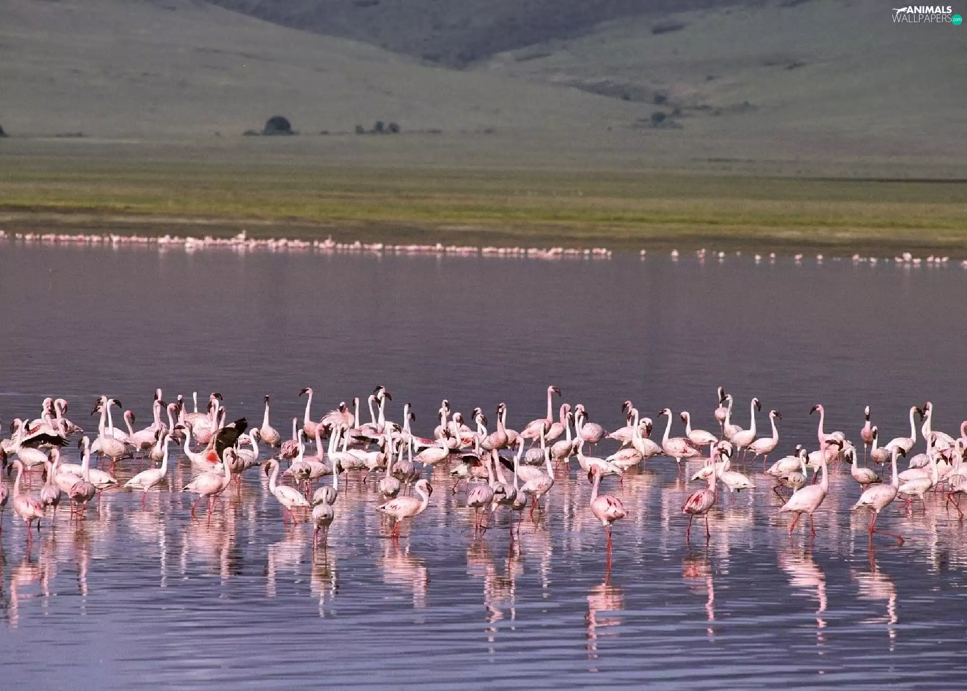 Flamingos, water, lake, herd