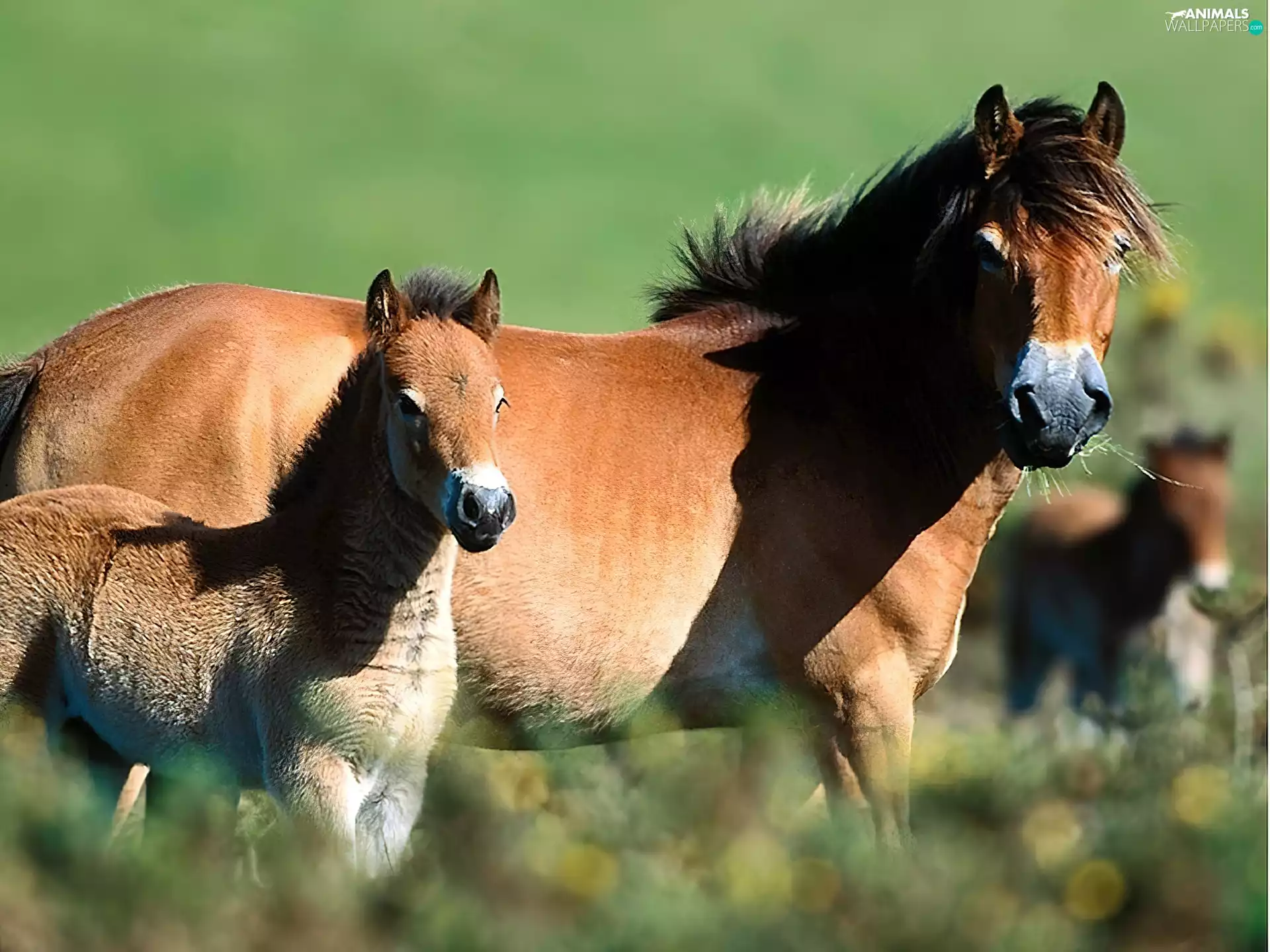 herd, Horse, foal