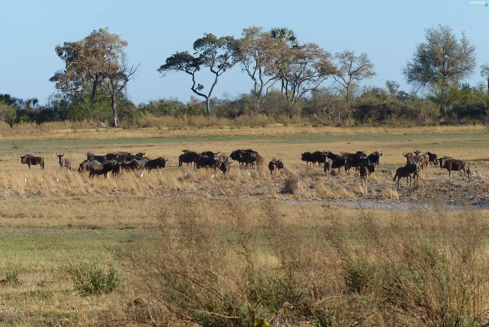 trees, savanna, wildebeest, herd, viewes, grass