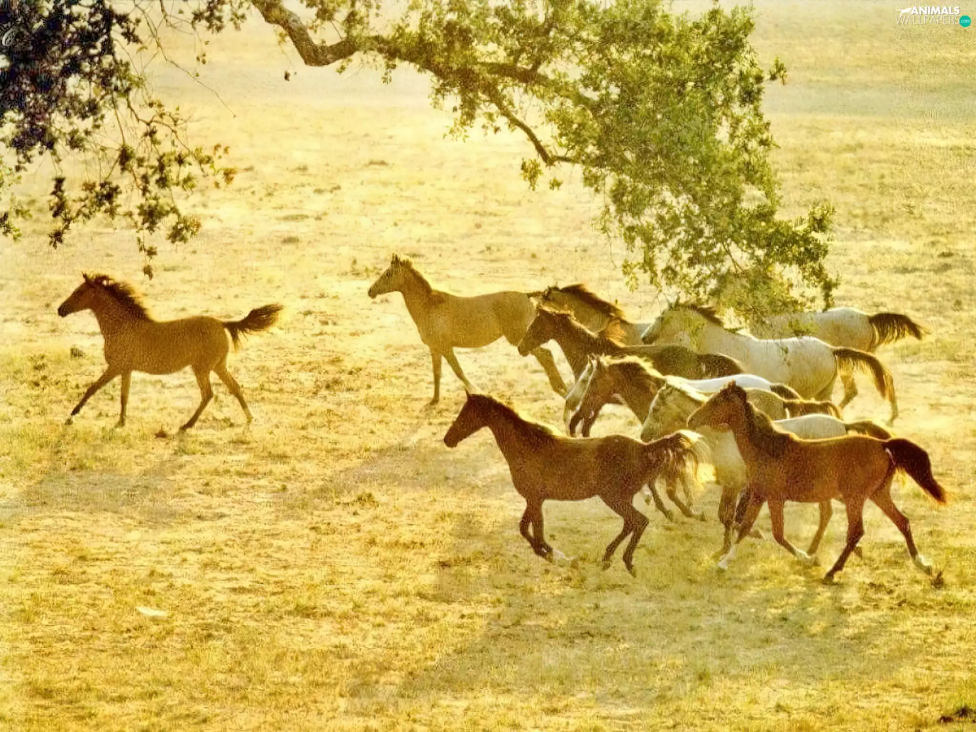 Horse, herd, Meadow, herd