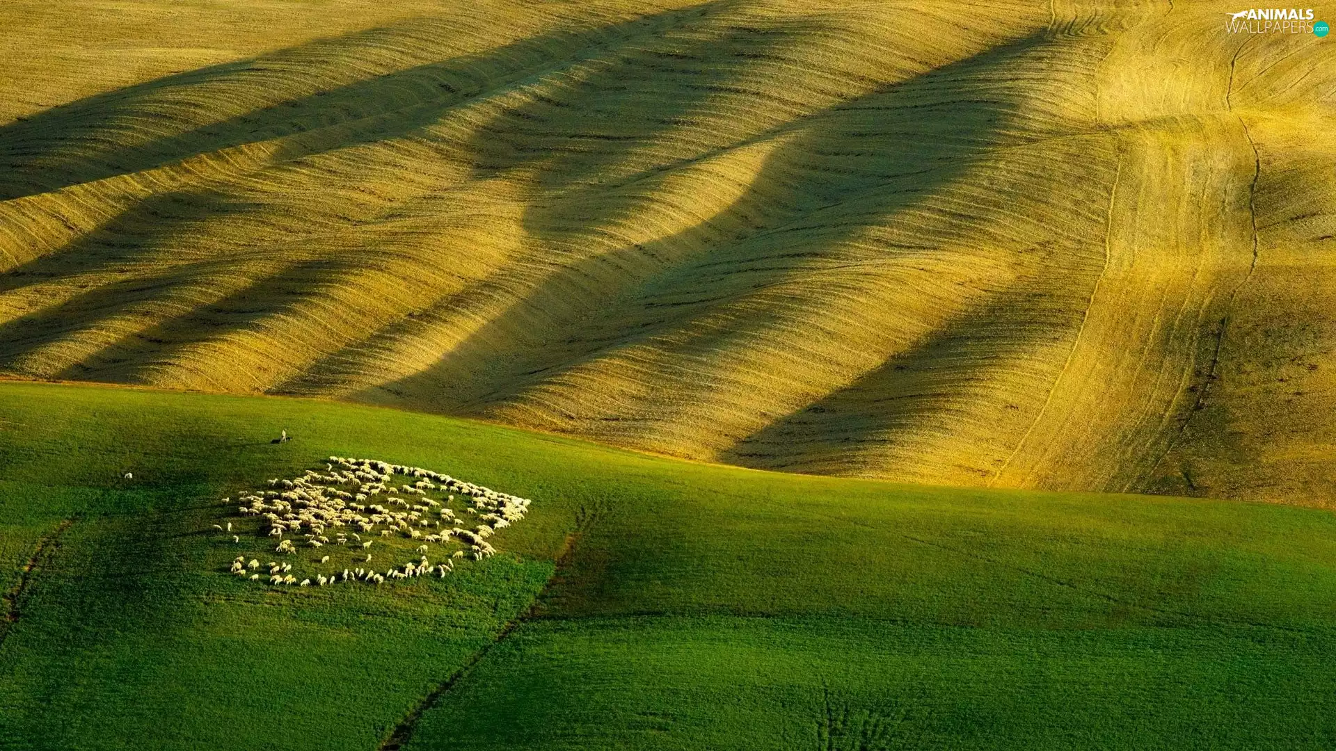herd, pasture, Sheep