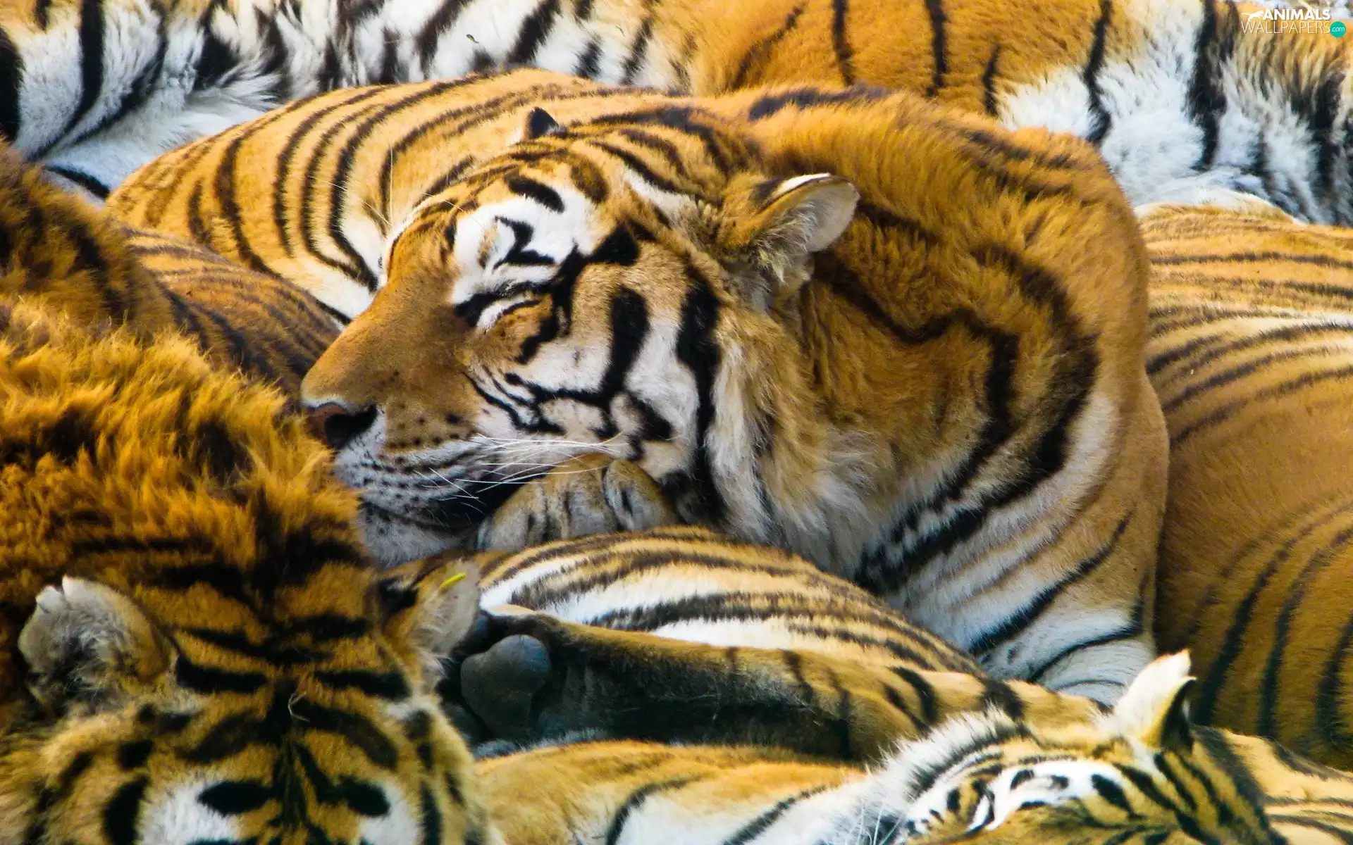 herd, Sleeping, tigress