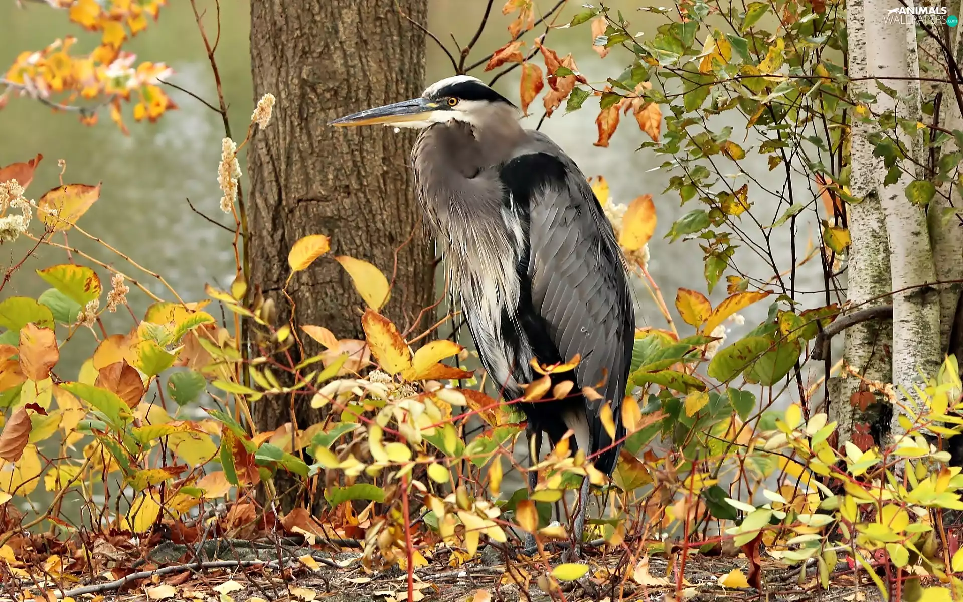 viewes, heron, autumn, trees, forest